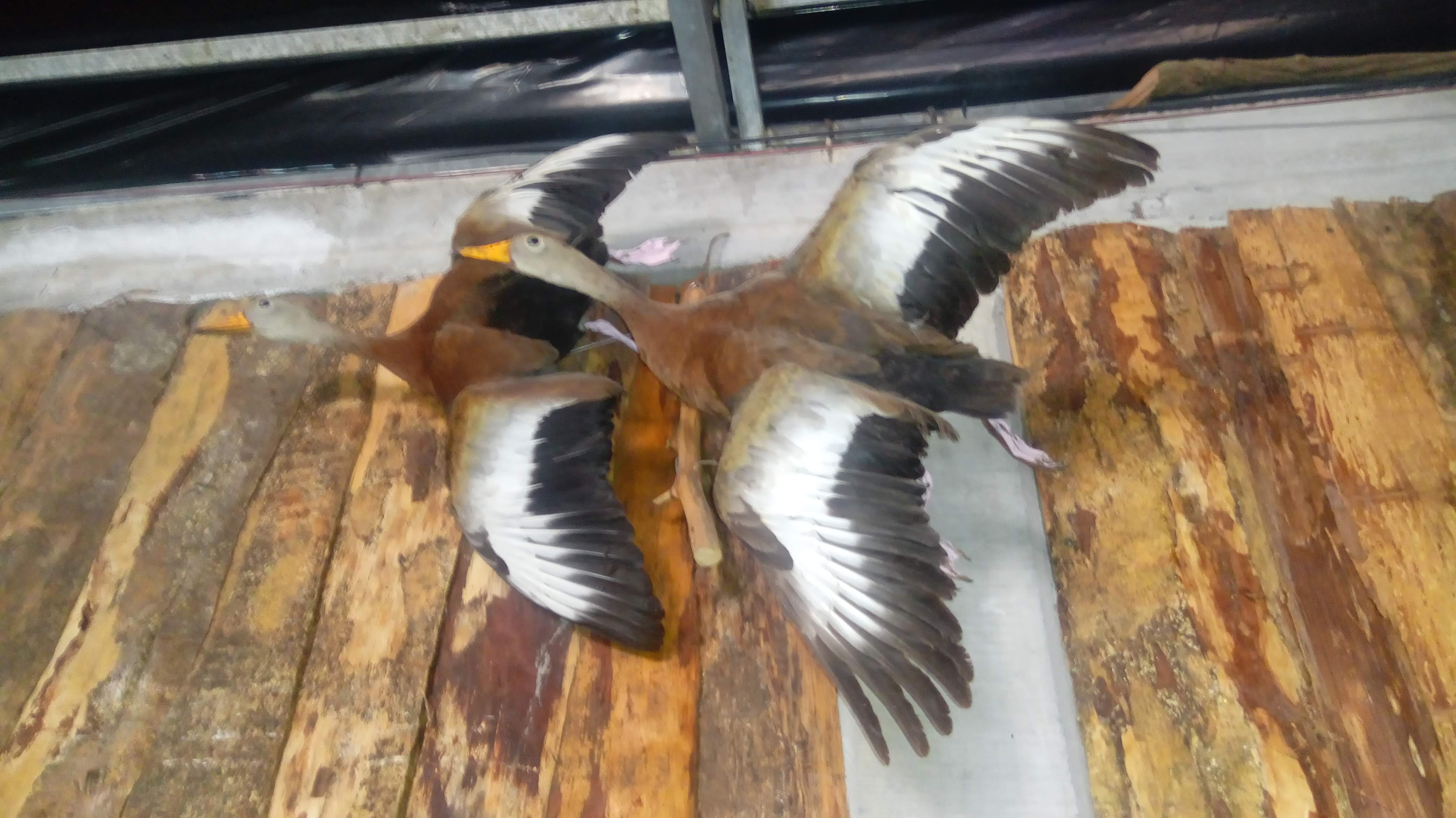 Restaurante de cortes y mariscos the kraken image 6