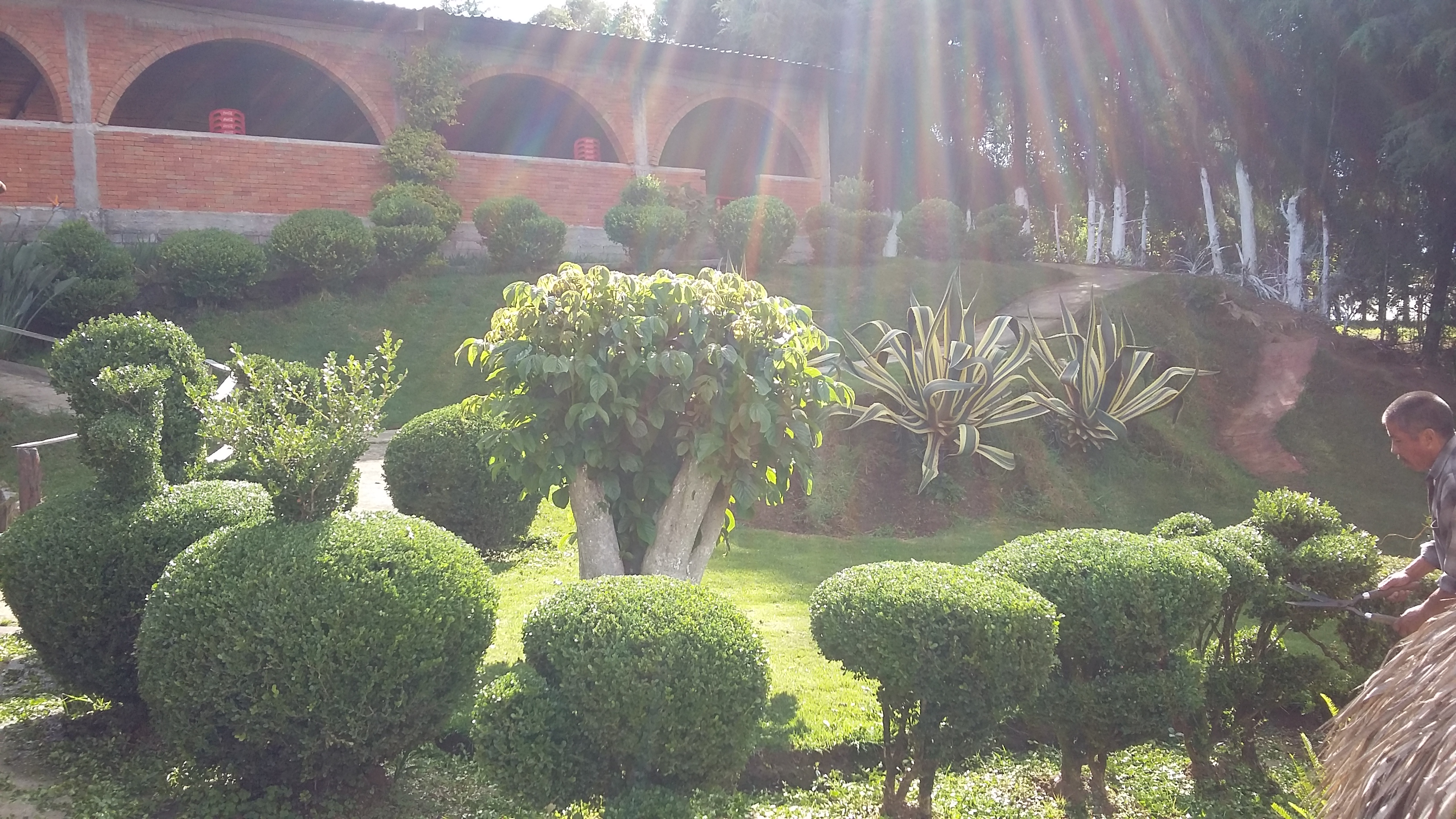 Truchas el Sahuaral image 5