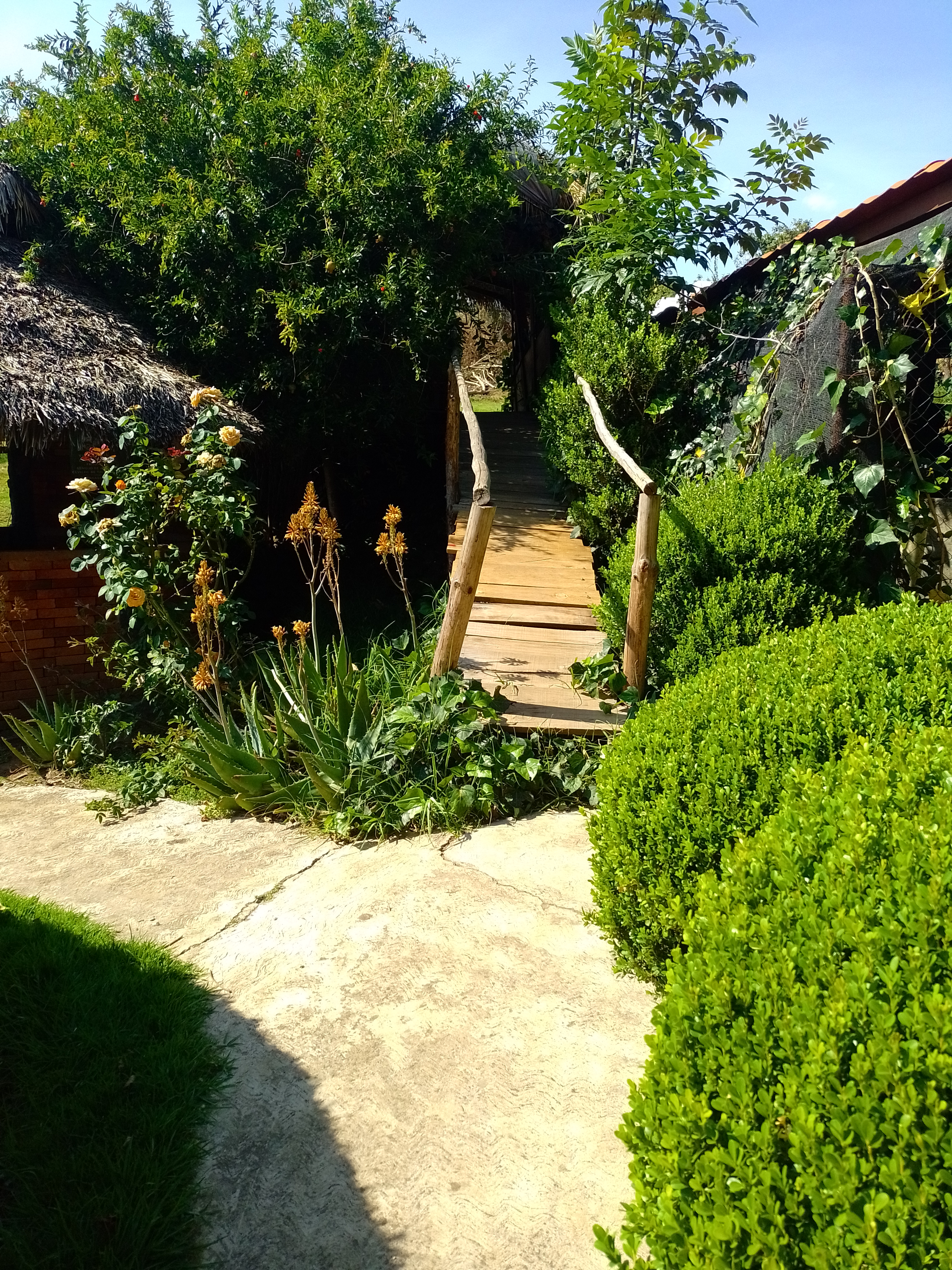 Truchas el Sahuaral image 9