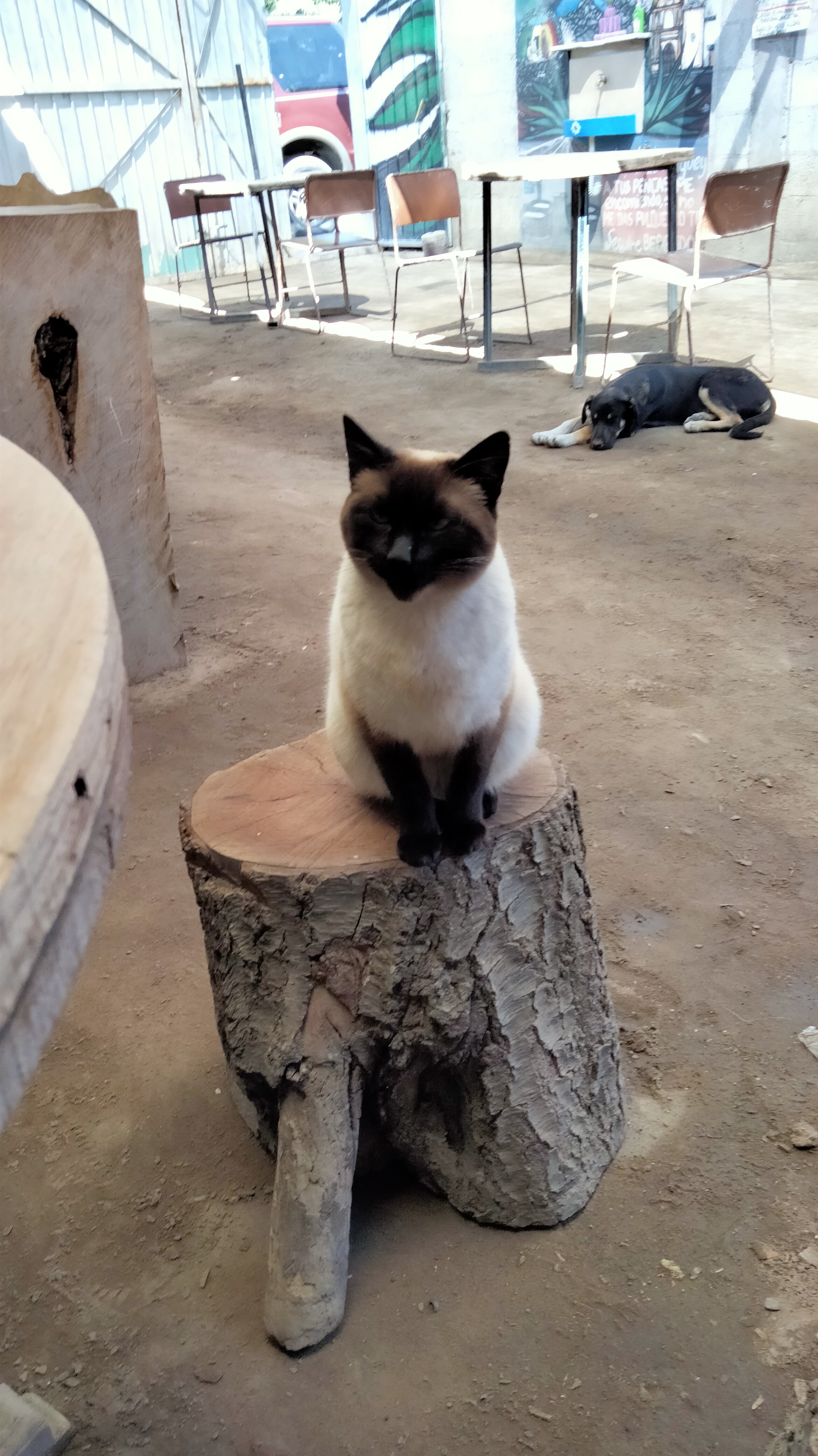 Pulques dario image 5