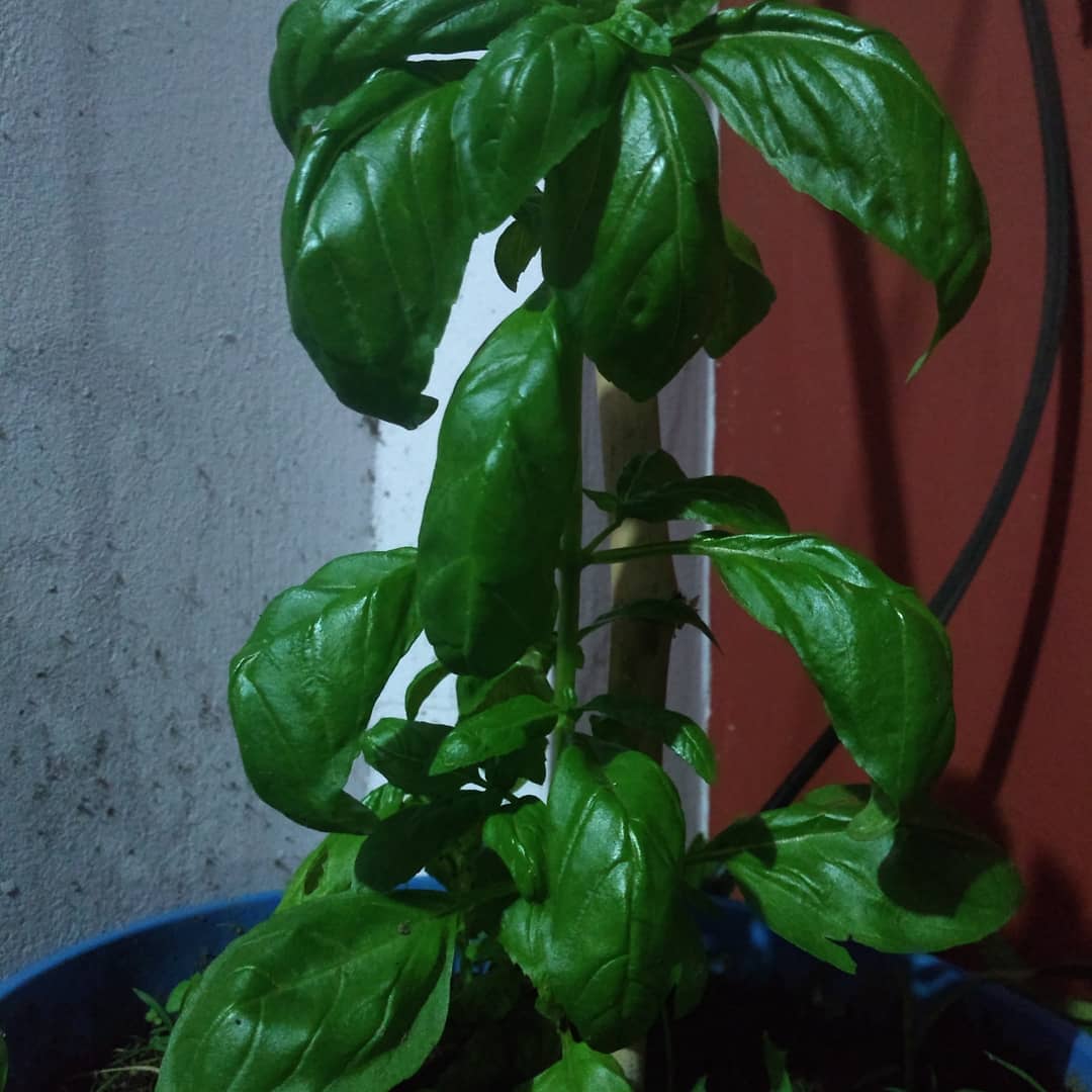 RISTORANTE PIZZERÍA L'ITALIANO image 8