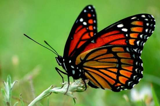 Taquería los Camineros image 2