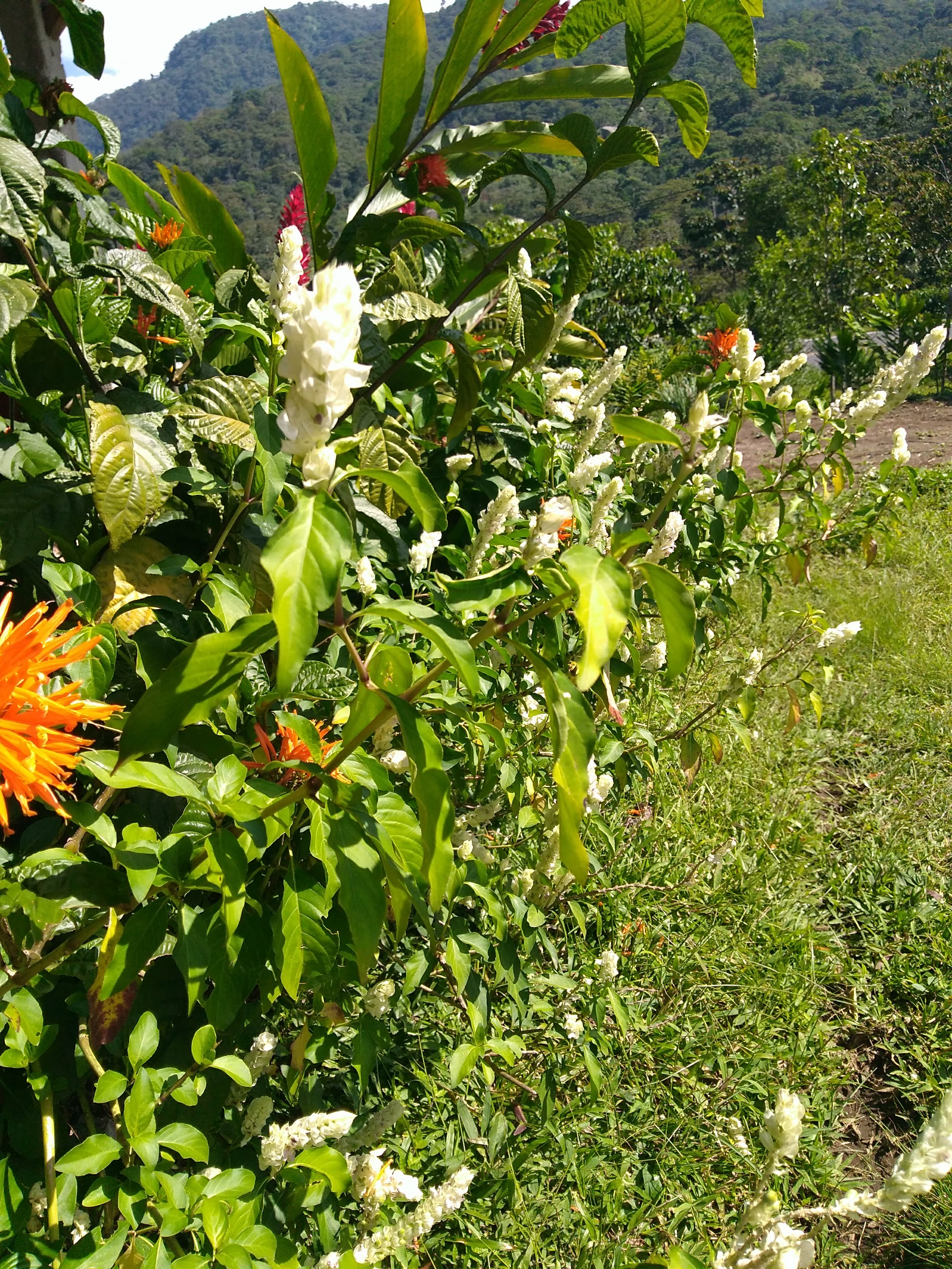 Restaurante y Cabañas "LA 5O" image 10
