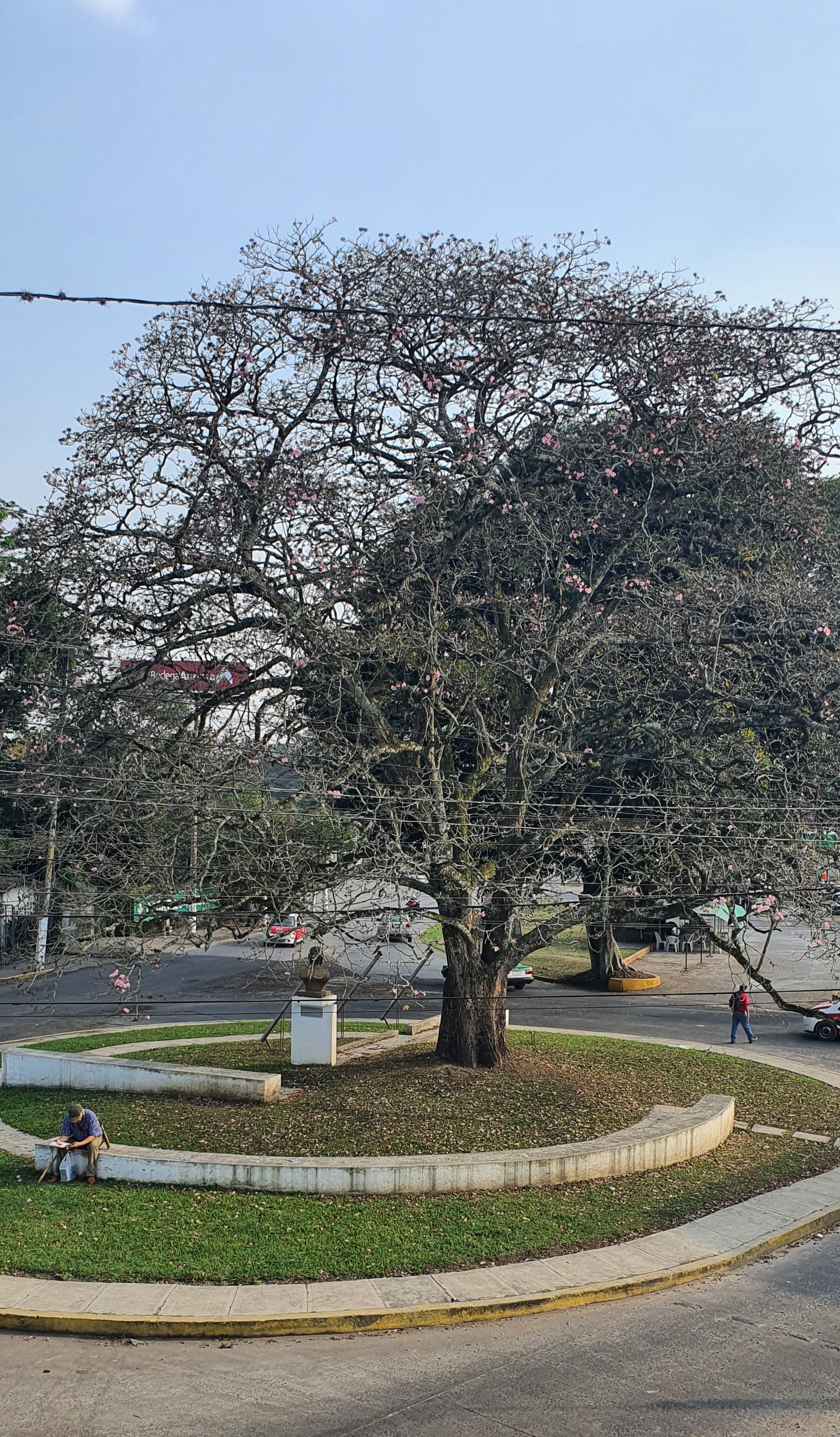 Chao Yannelli image 7