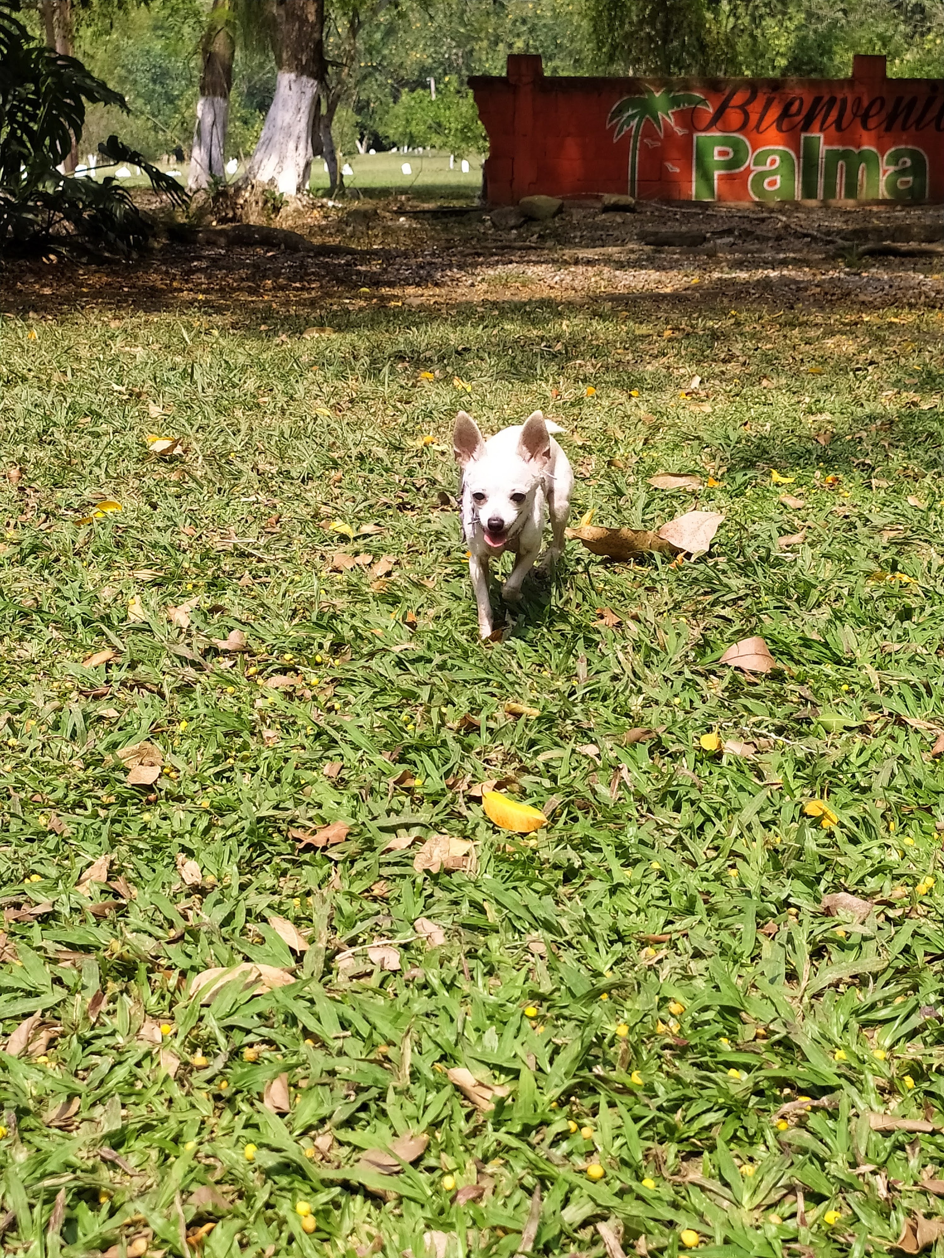 Palma Sola Club. Restaurante Artesanal Huasteco, Eventos Sociales, Campamento, Alberca image 8