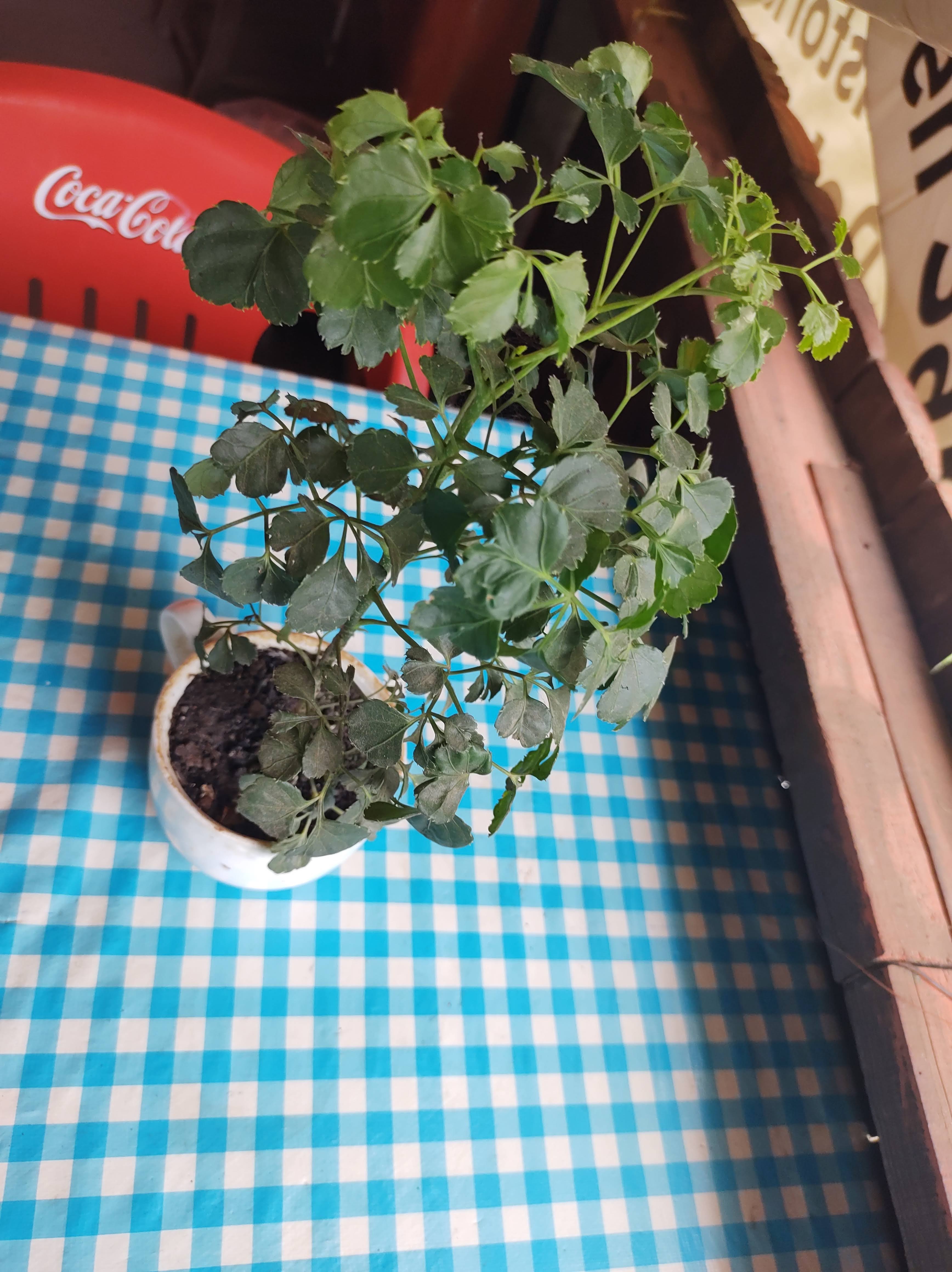 ANTOJITOS SANDY image 1