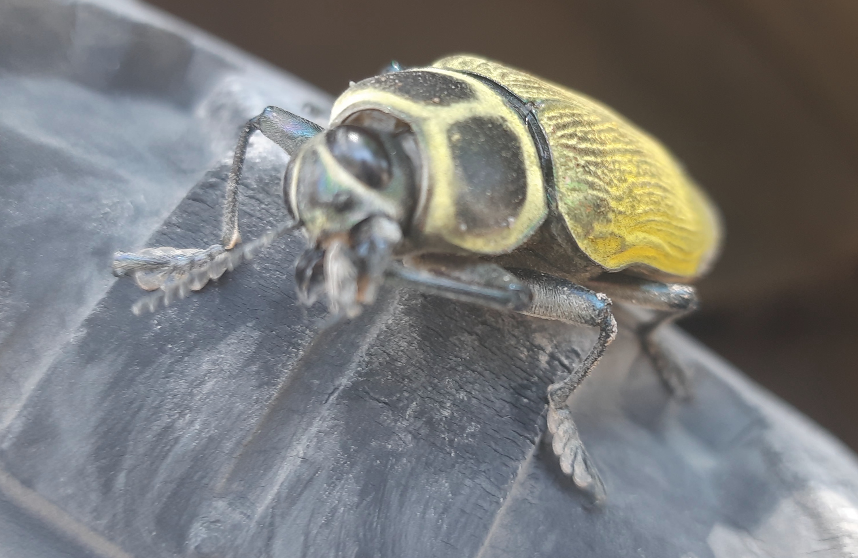 Hamburguesas Tella image 4