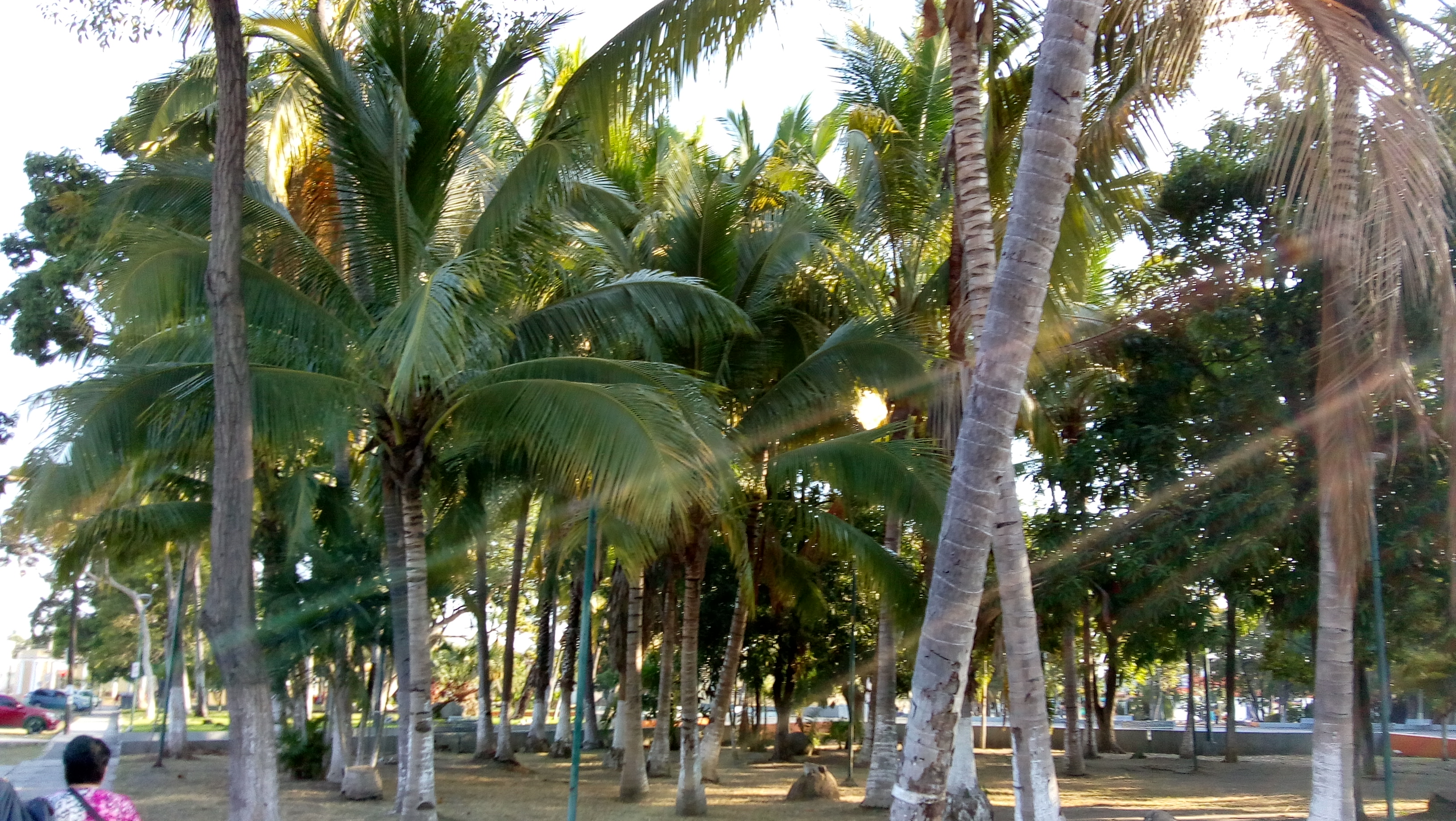 Restaurante Colima image 9