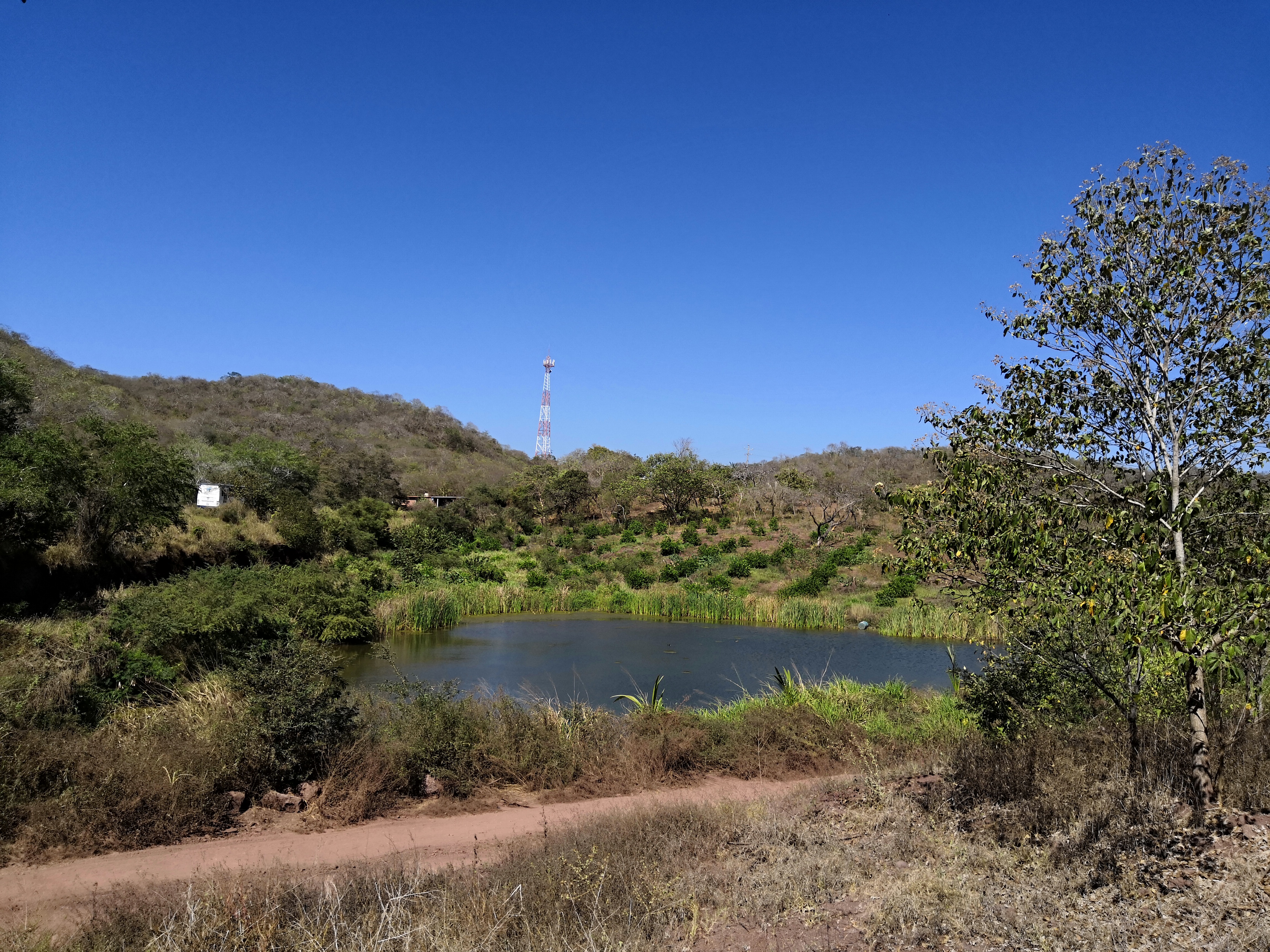 La Tilapia Loca image 3