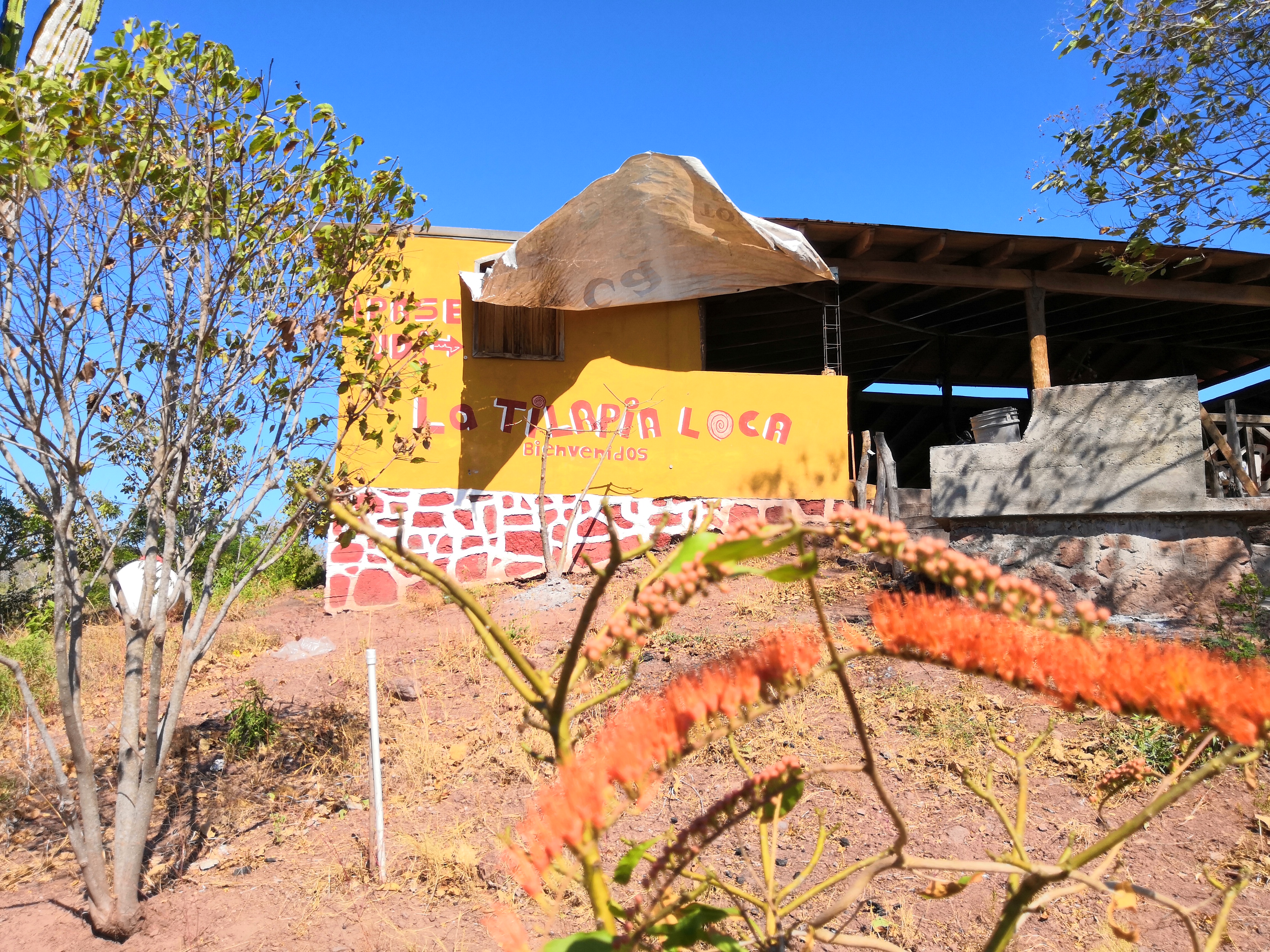 La Tilapia Loca image 4