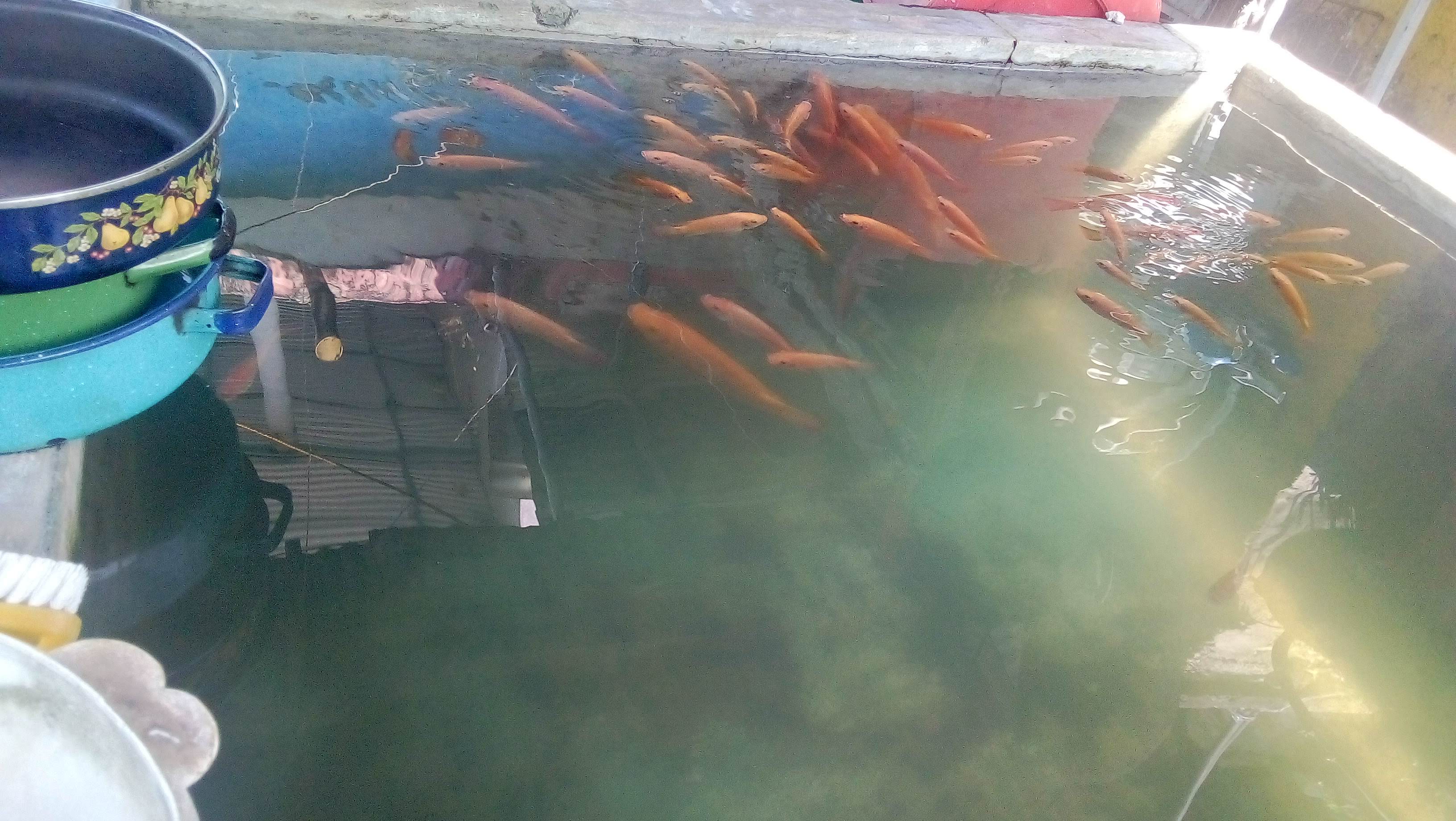 Comedor El Timbre image 5