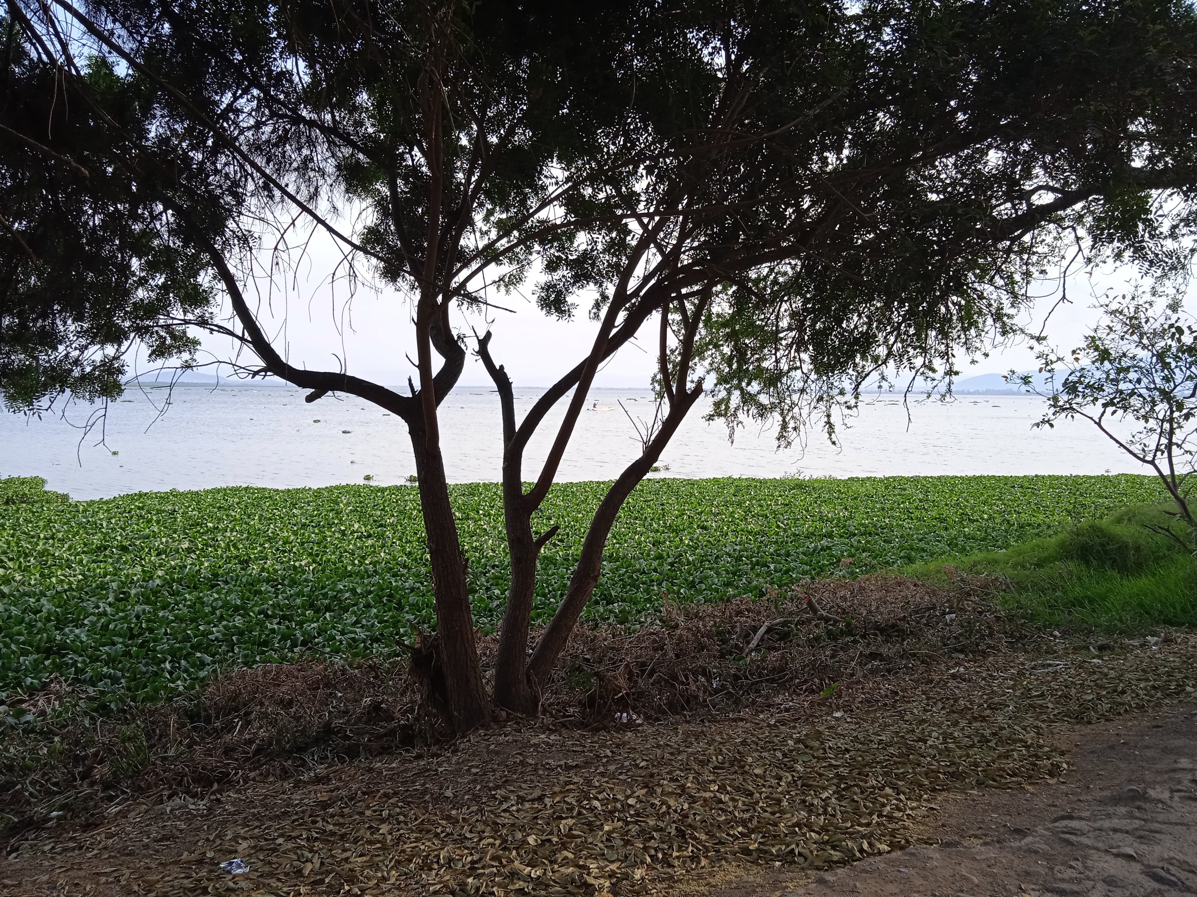 Restaurant Familiar La Cabaña image 4