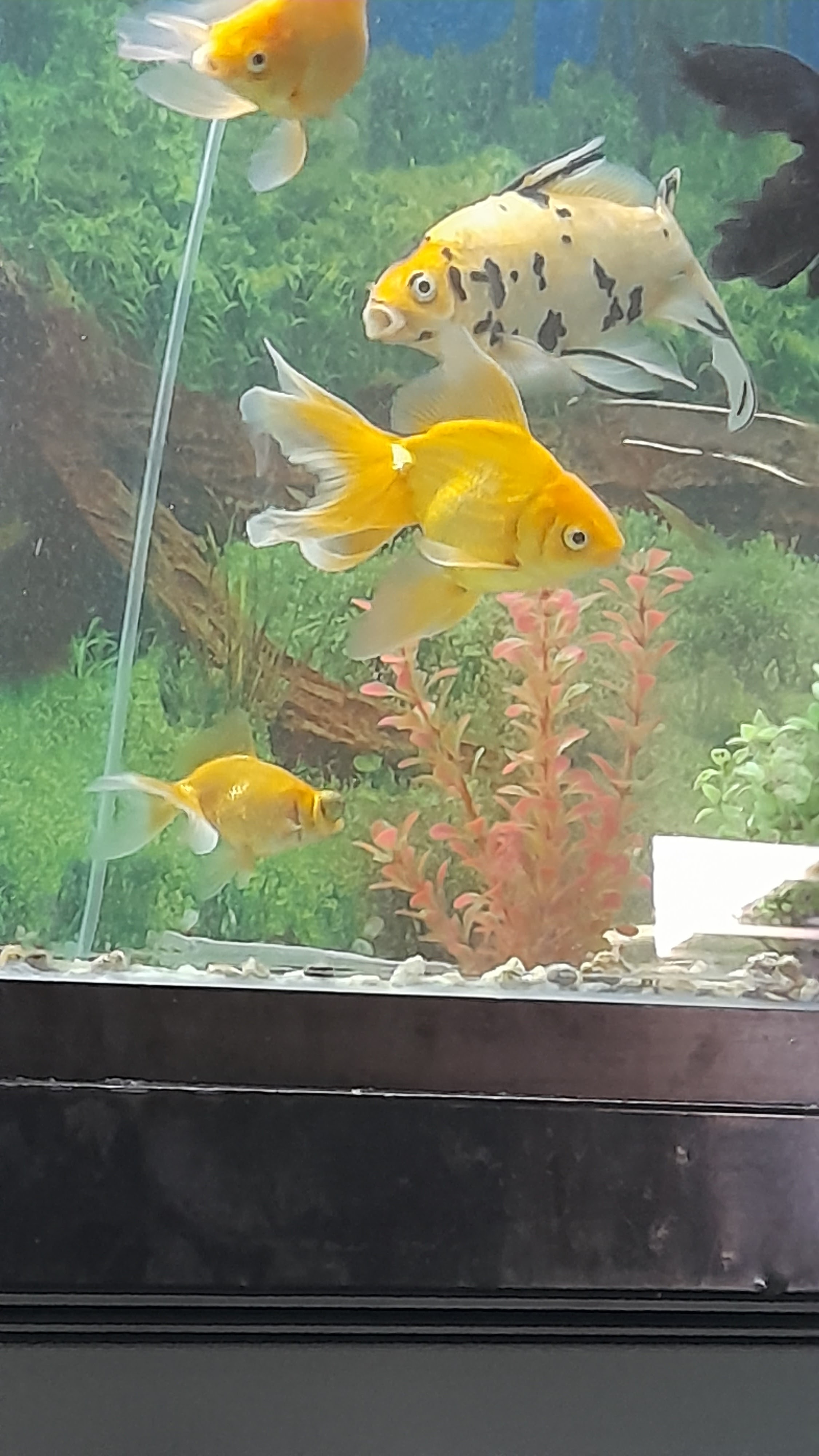 Mariscos Gerardo image 10