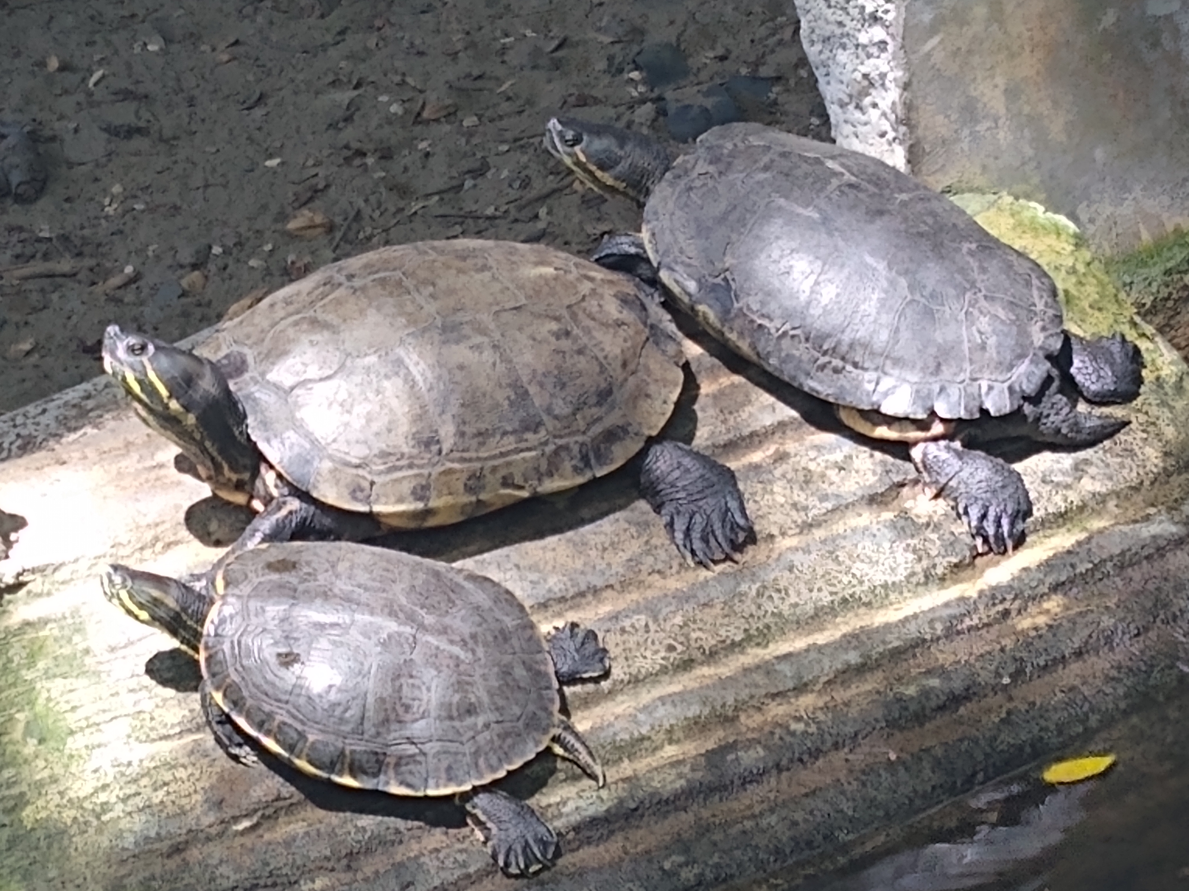 El Encanto Criadero&Restaurant image 2