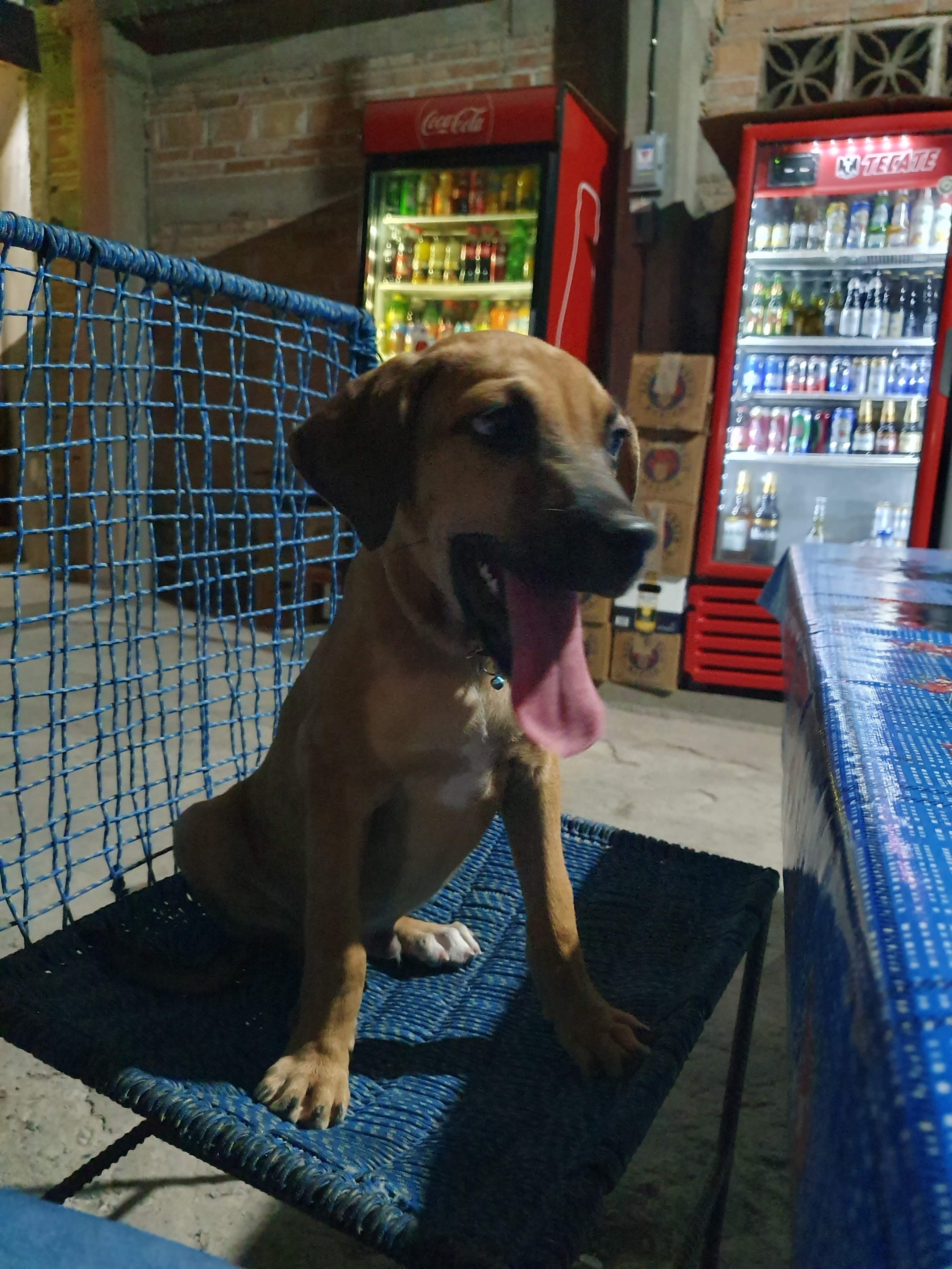 Taquería Mateos image 8