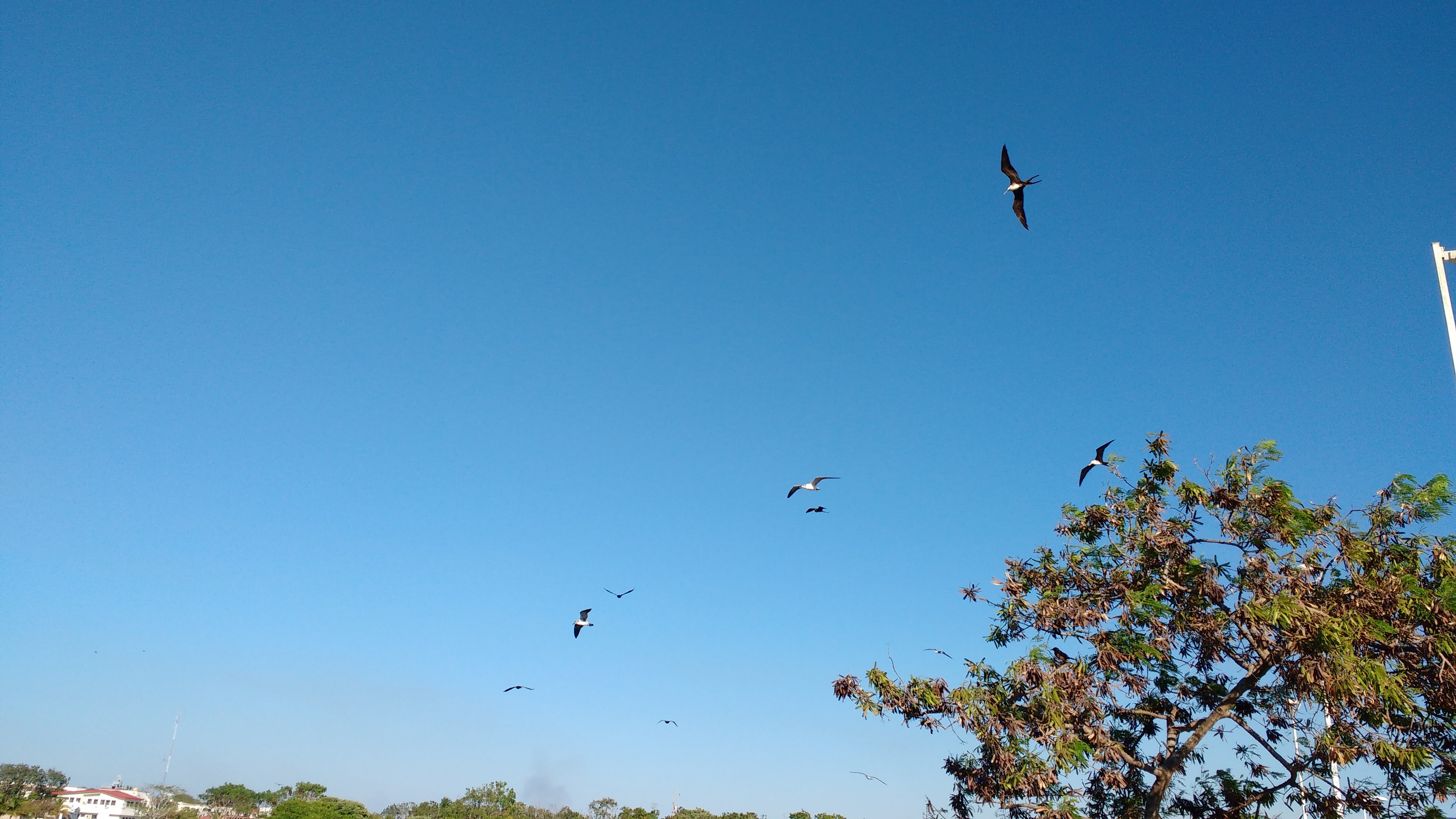 Restaurante Los Delfines image 6