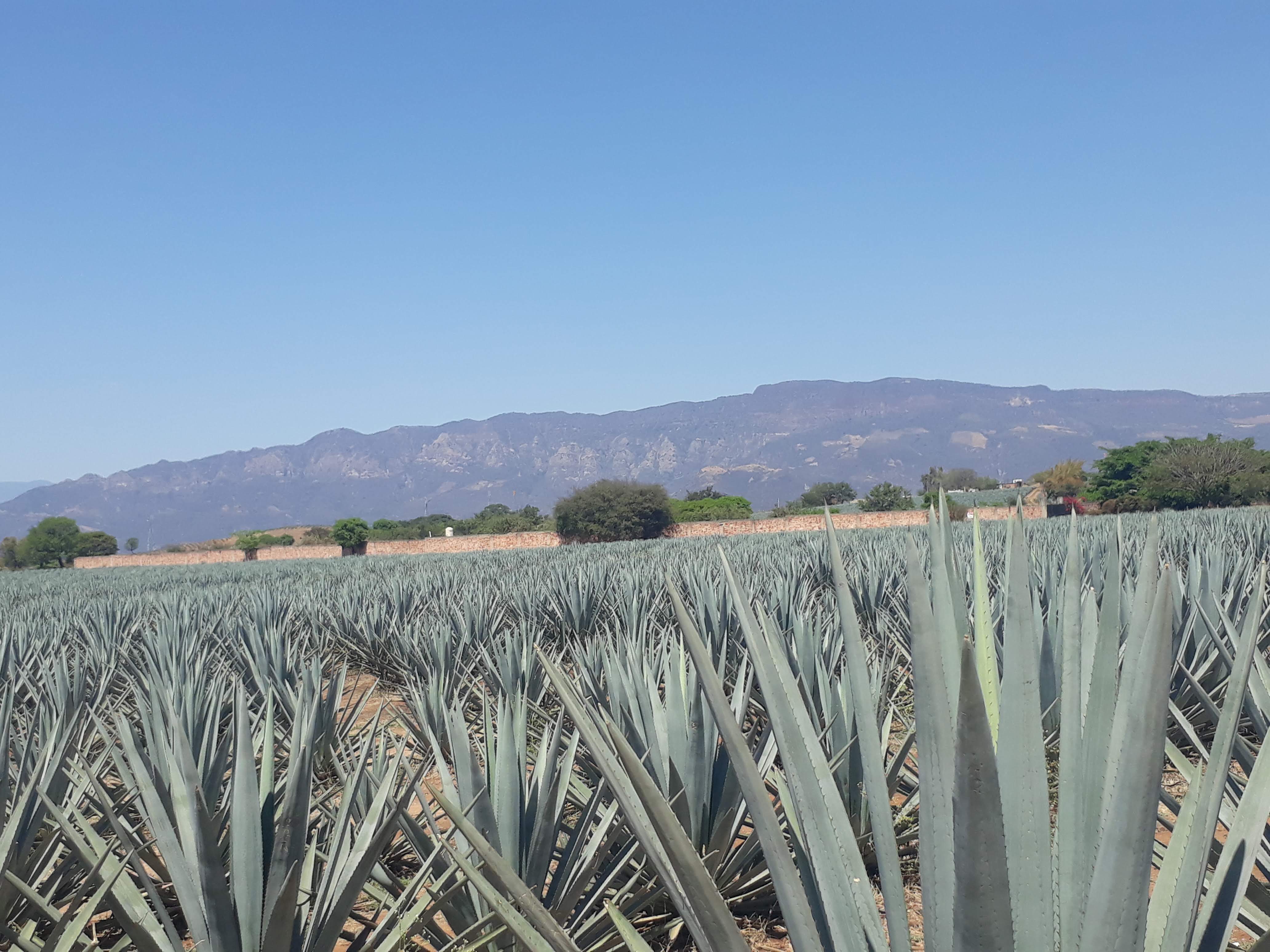 mariscos el culichi image 3
