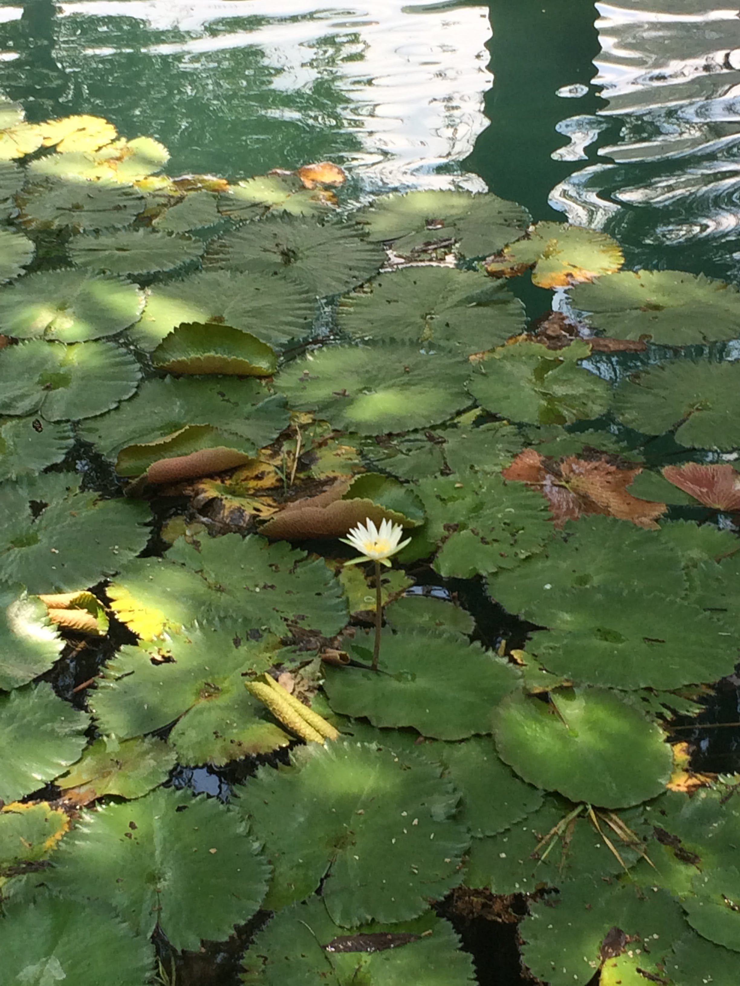 Restaurant El trampolin image 9