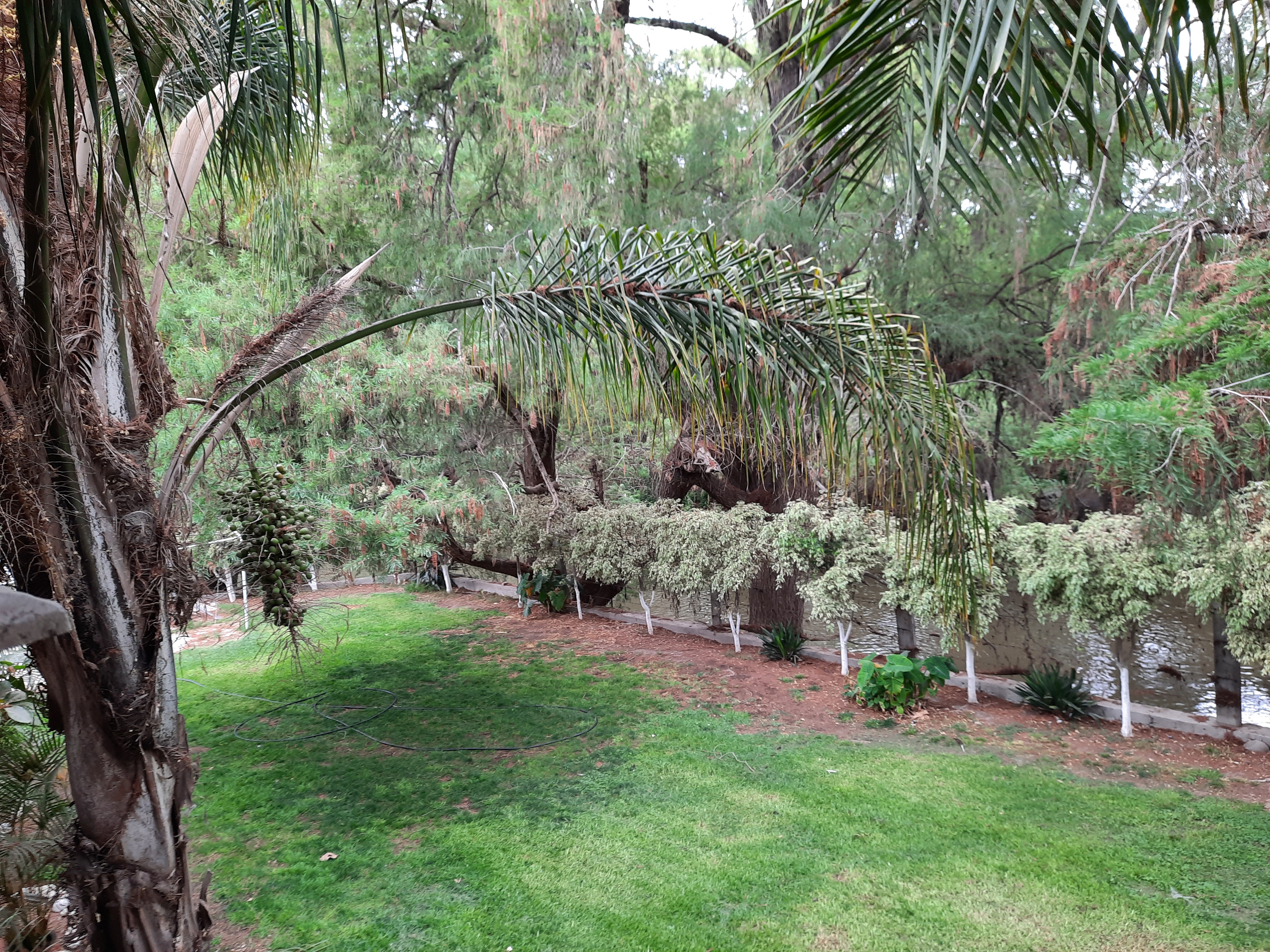 Restaurante Bar El Sabino image 5