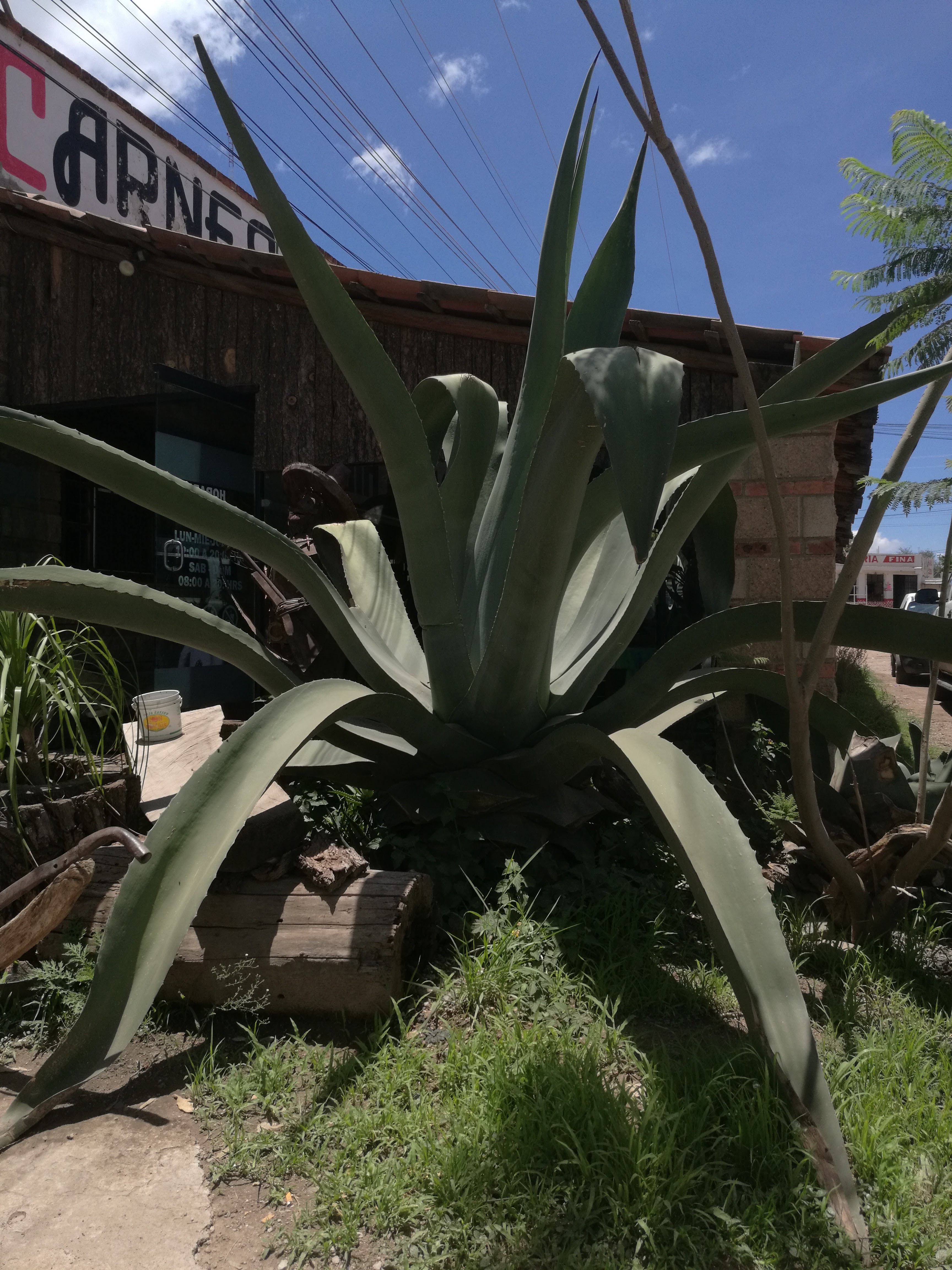 Restaurante Los Magueyes image 4
