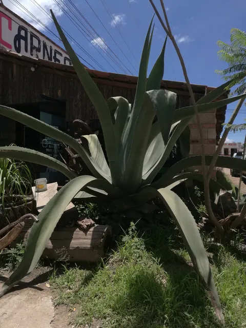 Restaurante Los Magueyes image 4
