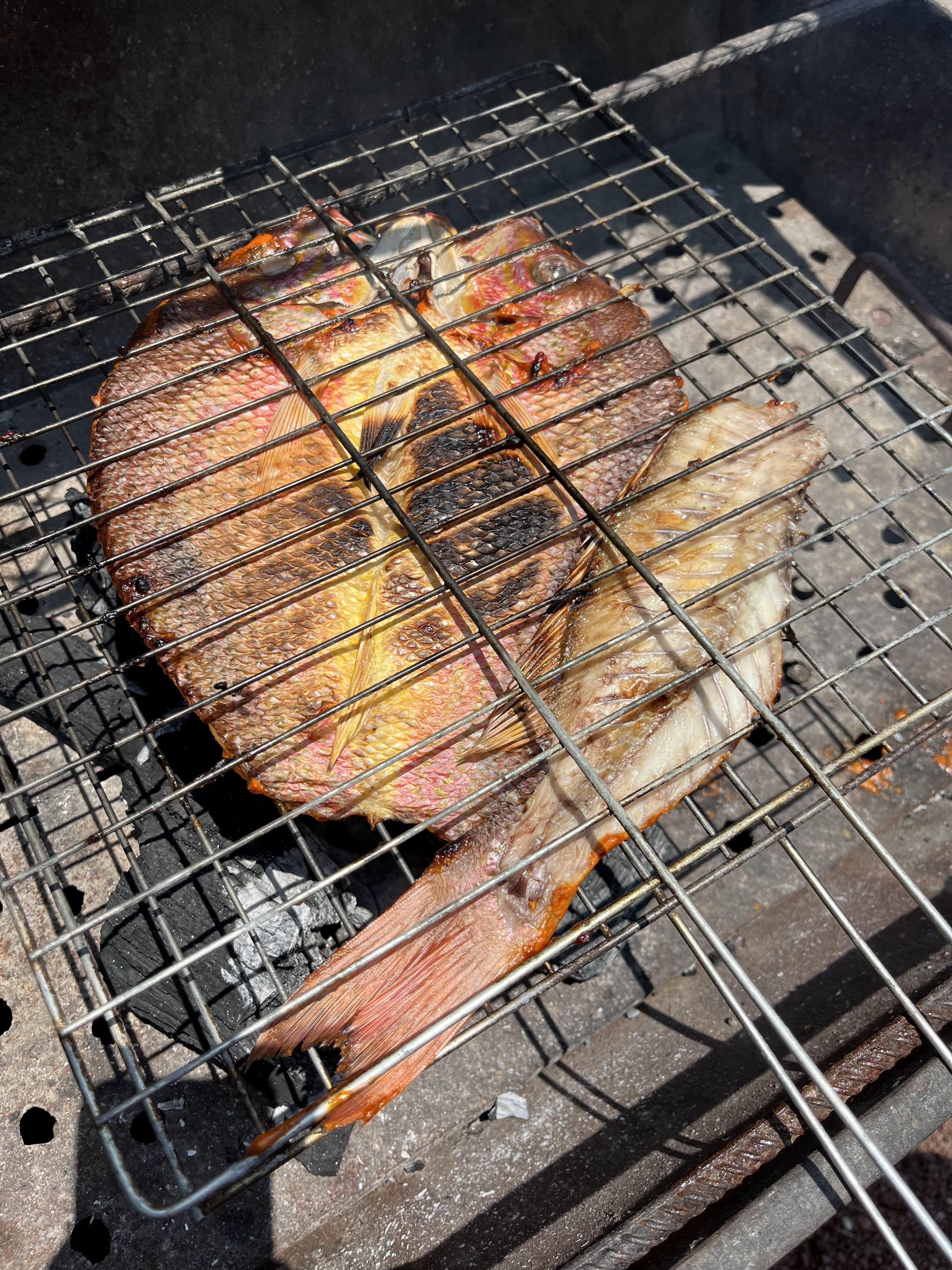 Gordito Fish image 8