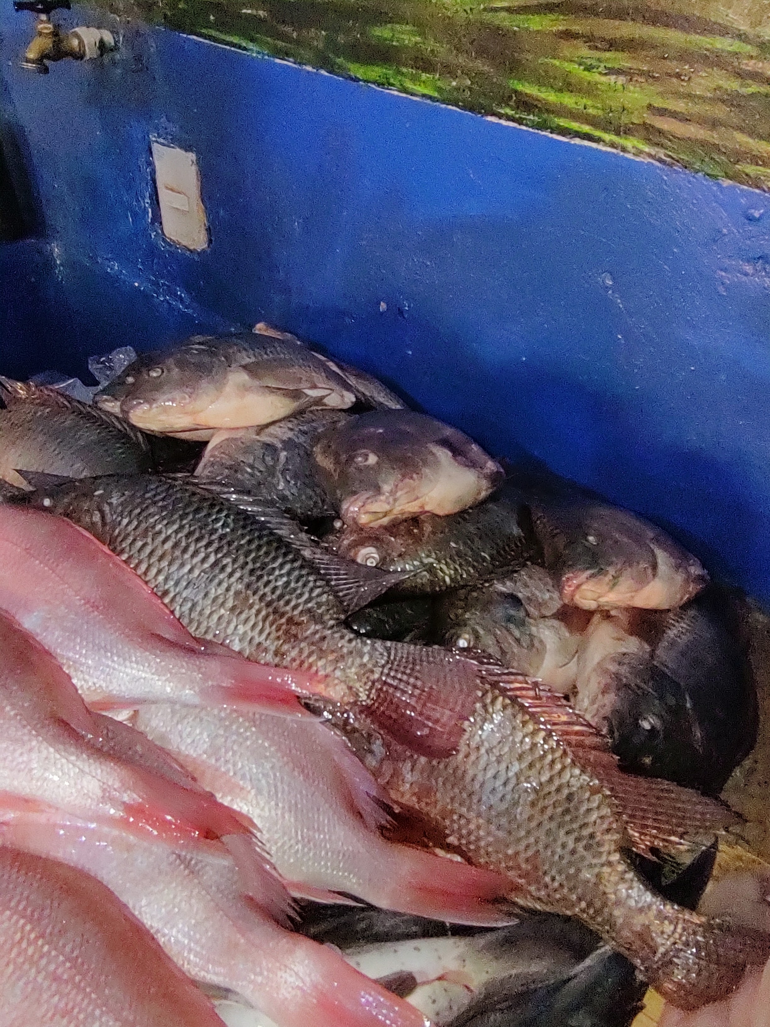 Pescadería y Marisquería image 9