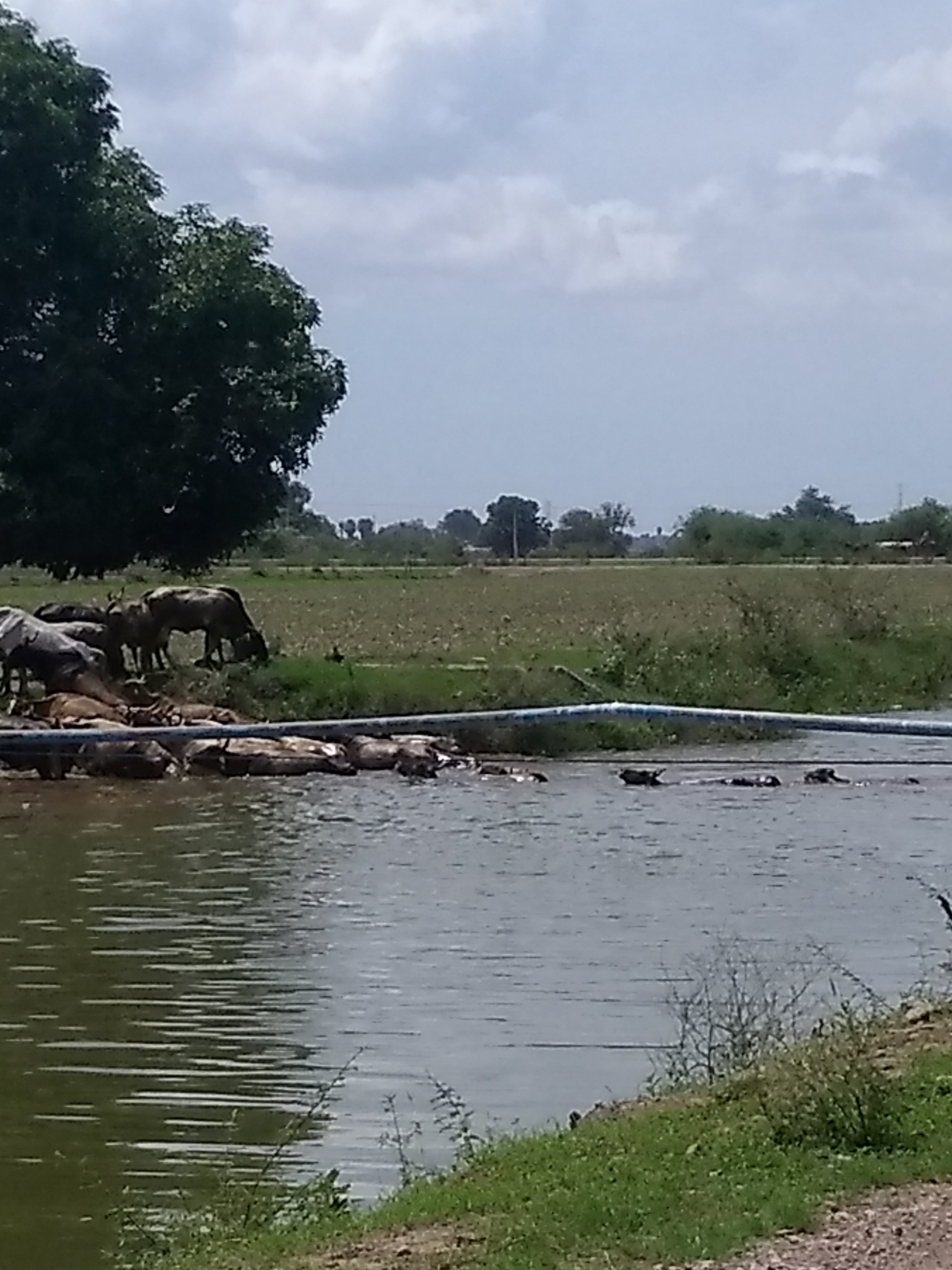 Agua chile La Curva image 7