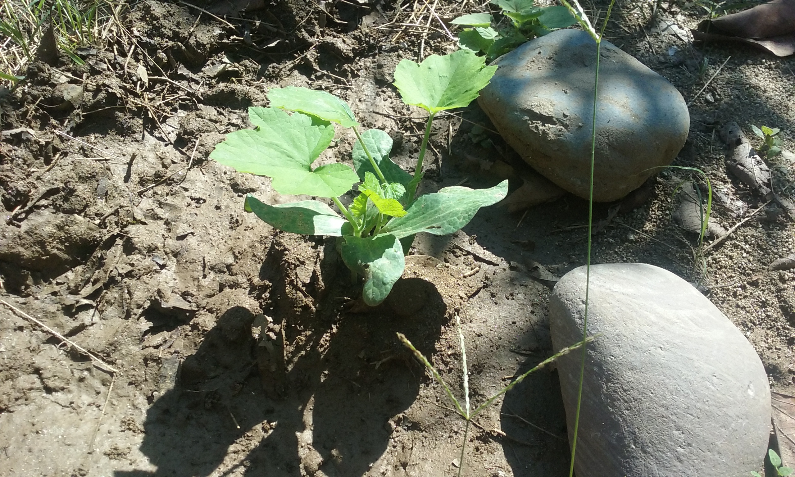 Tacos De Barbacoa La Plebada image 2