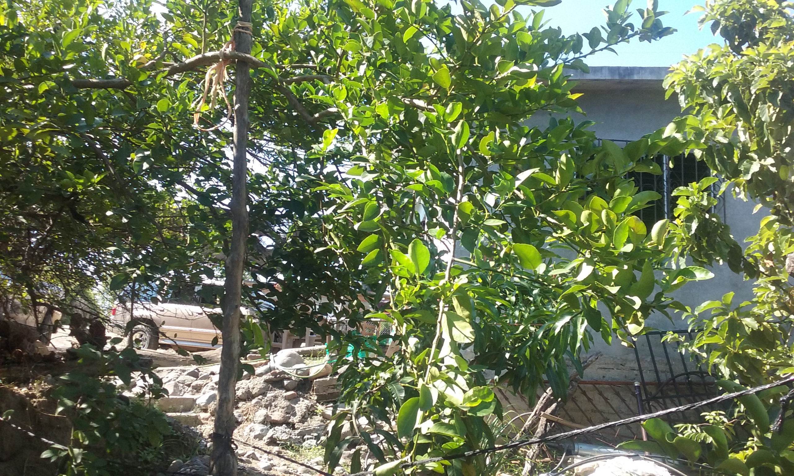 Tacos De Barbacoa La Plebada image 5