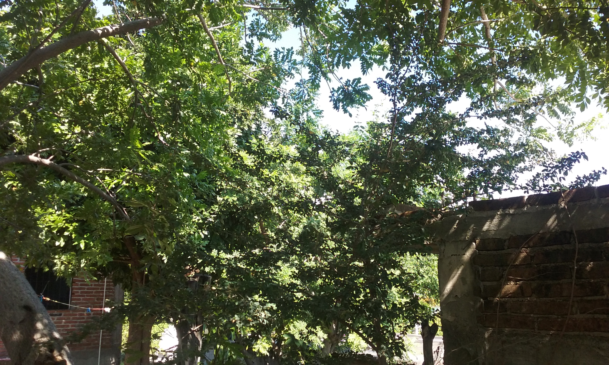 Tacos De Barbacoa La Plebada image 7