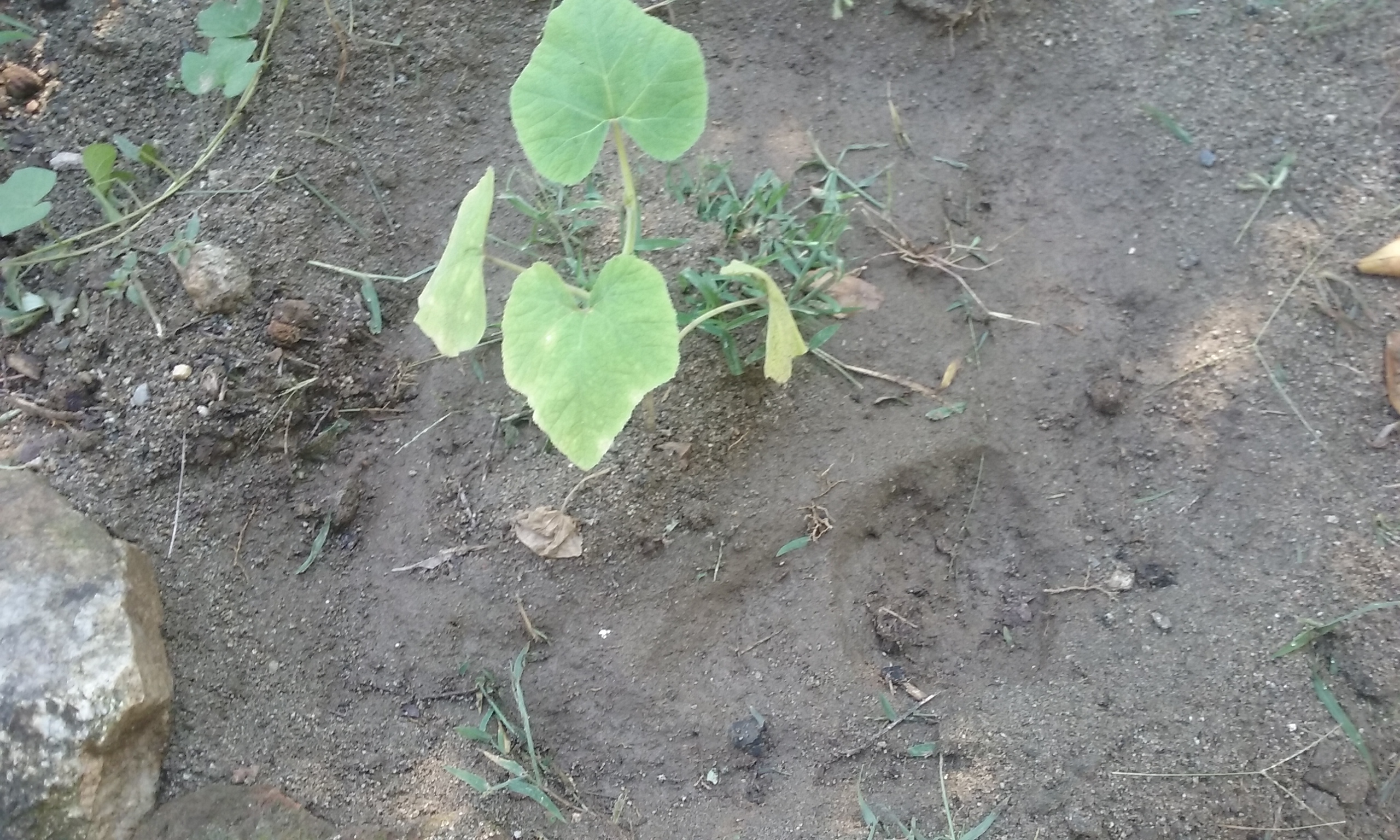 Tacos De Barbacoa La Plebada image 8