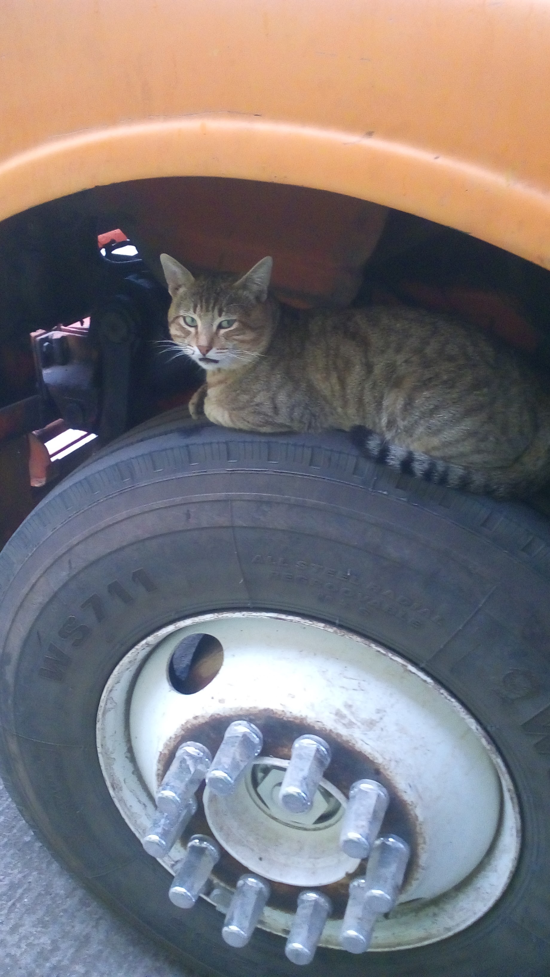 Restaurante El Pato image 1