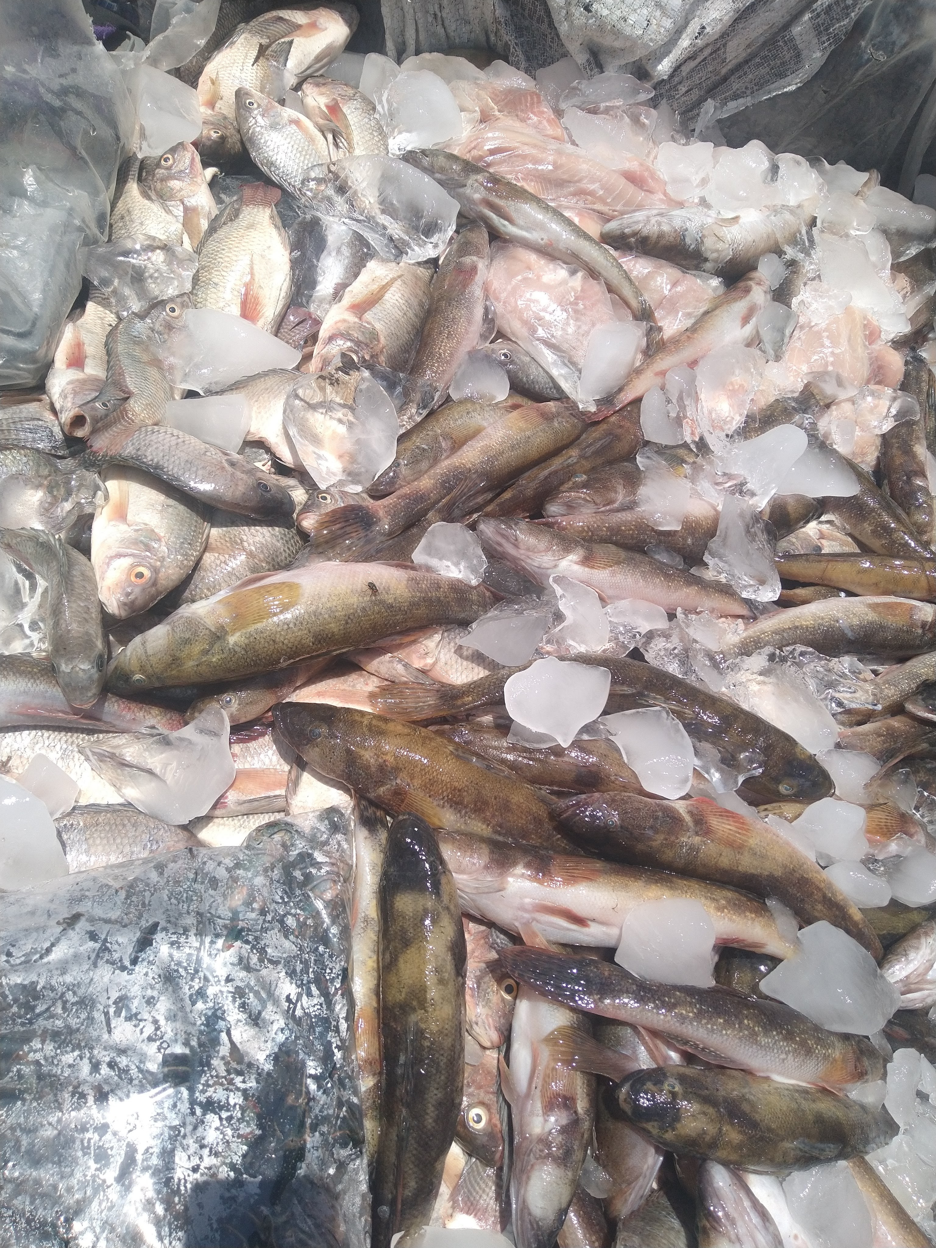 Pescados Y Mariscos "La Mojarrita" image 1