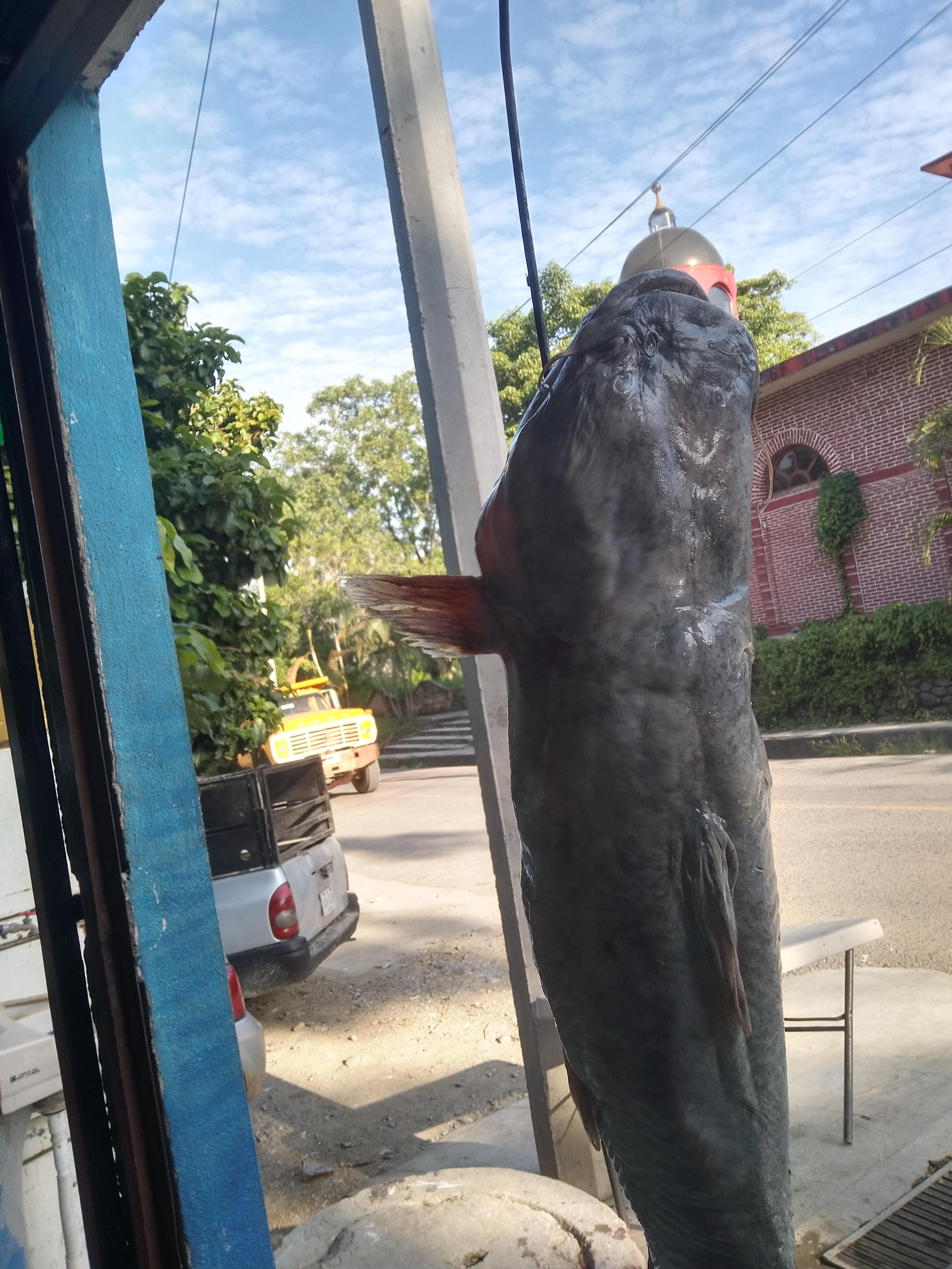 Pescados Y Mariscos "La Mojarrita" image 3