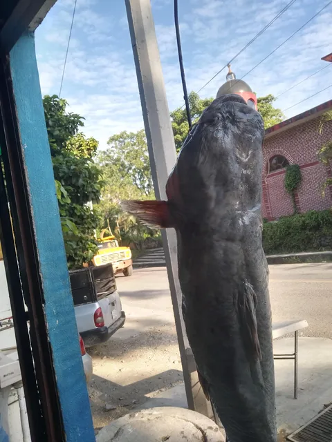 Pescados Y Mariscos "La Mojarrita" image 3
