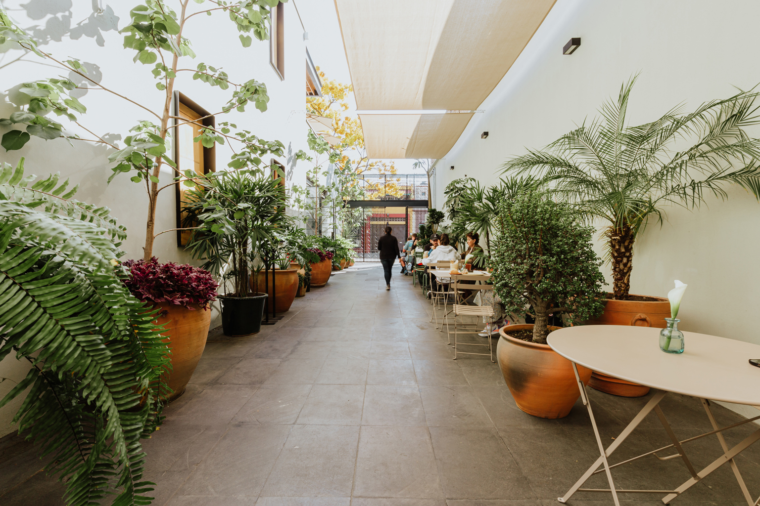 Endémico Restaurante image 4