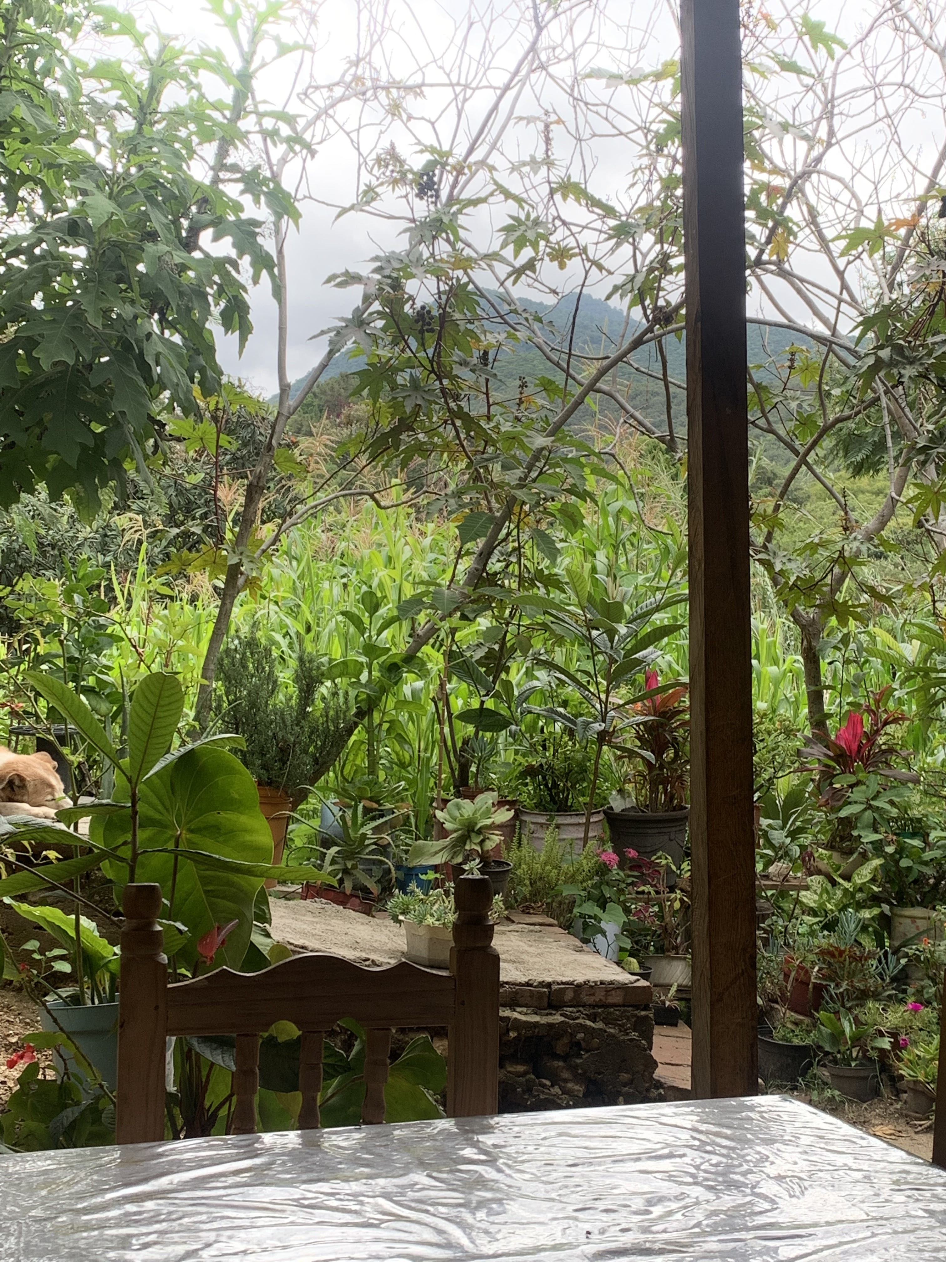 COMEDOR "DOÑA YOLY" image 10