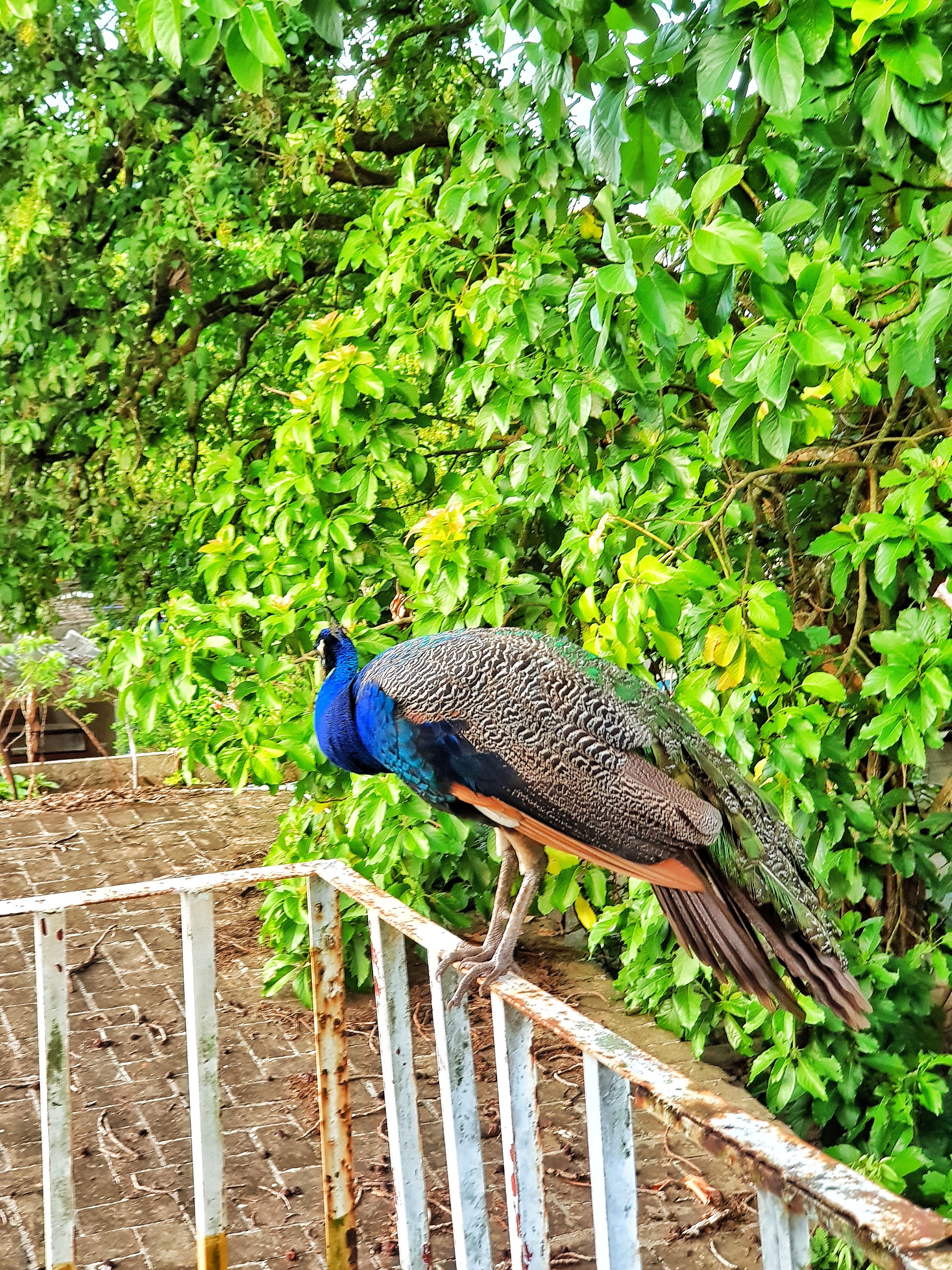 Hotel Cayena S.a D Cv image 1