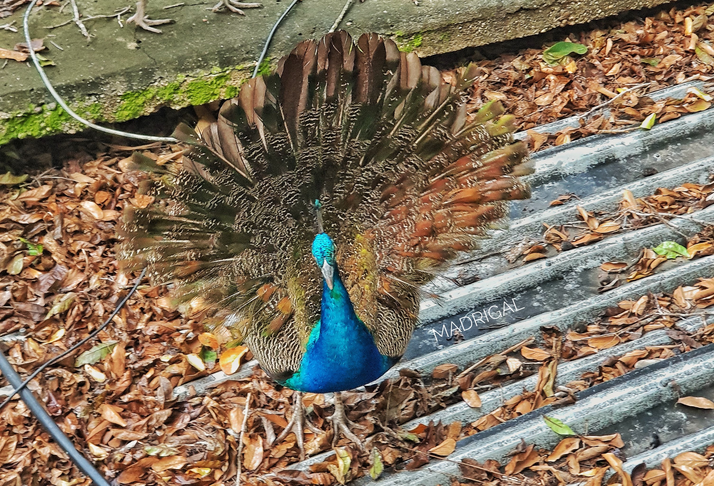 Hotel Cayena S.a D Cv image 4