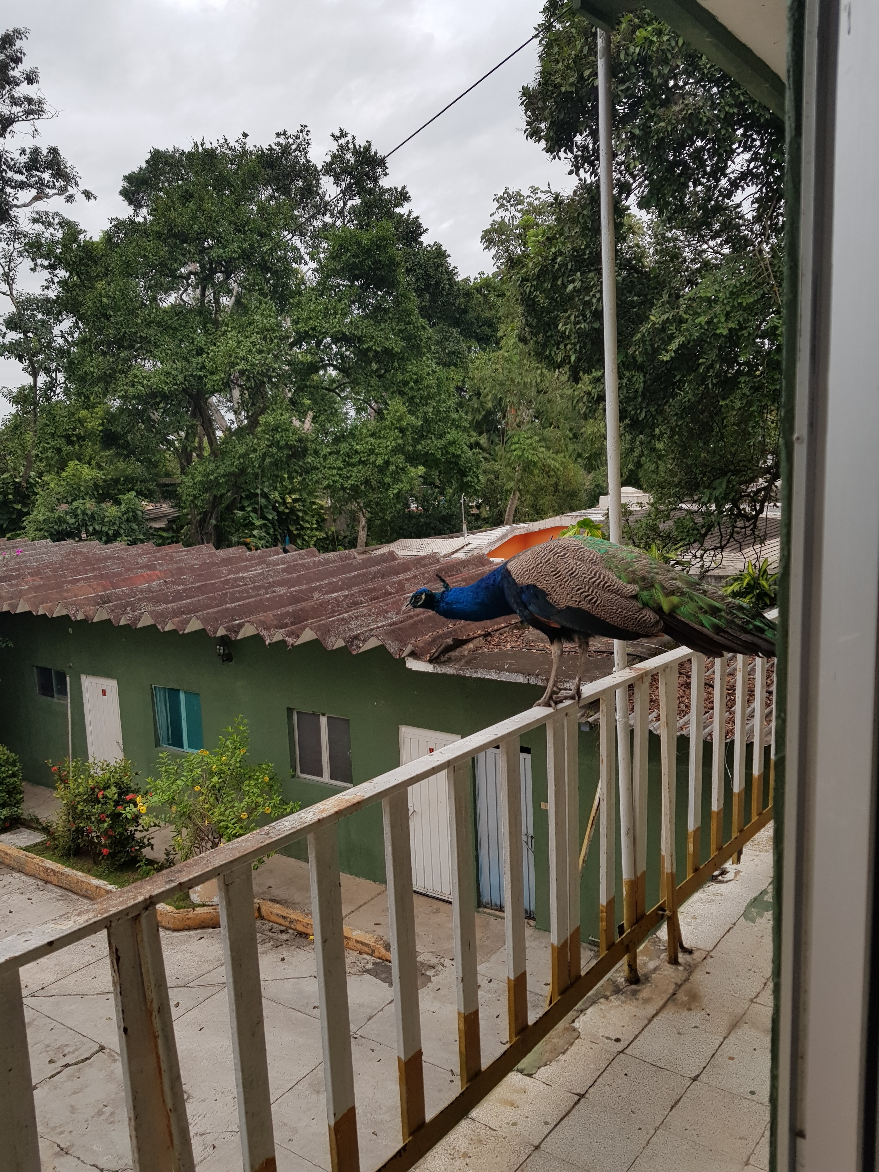 Hotel Cayena S.a D Cv image 5