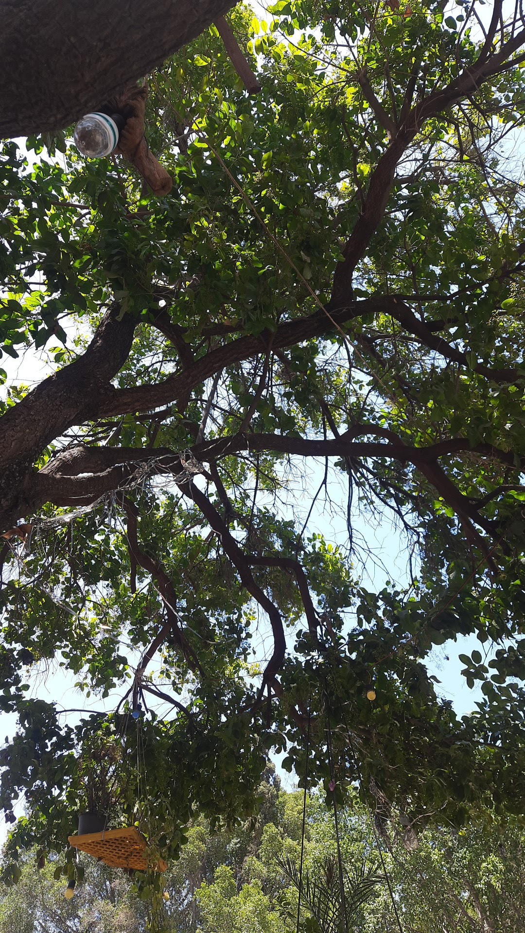 Restaurante Los Pinos image 5