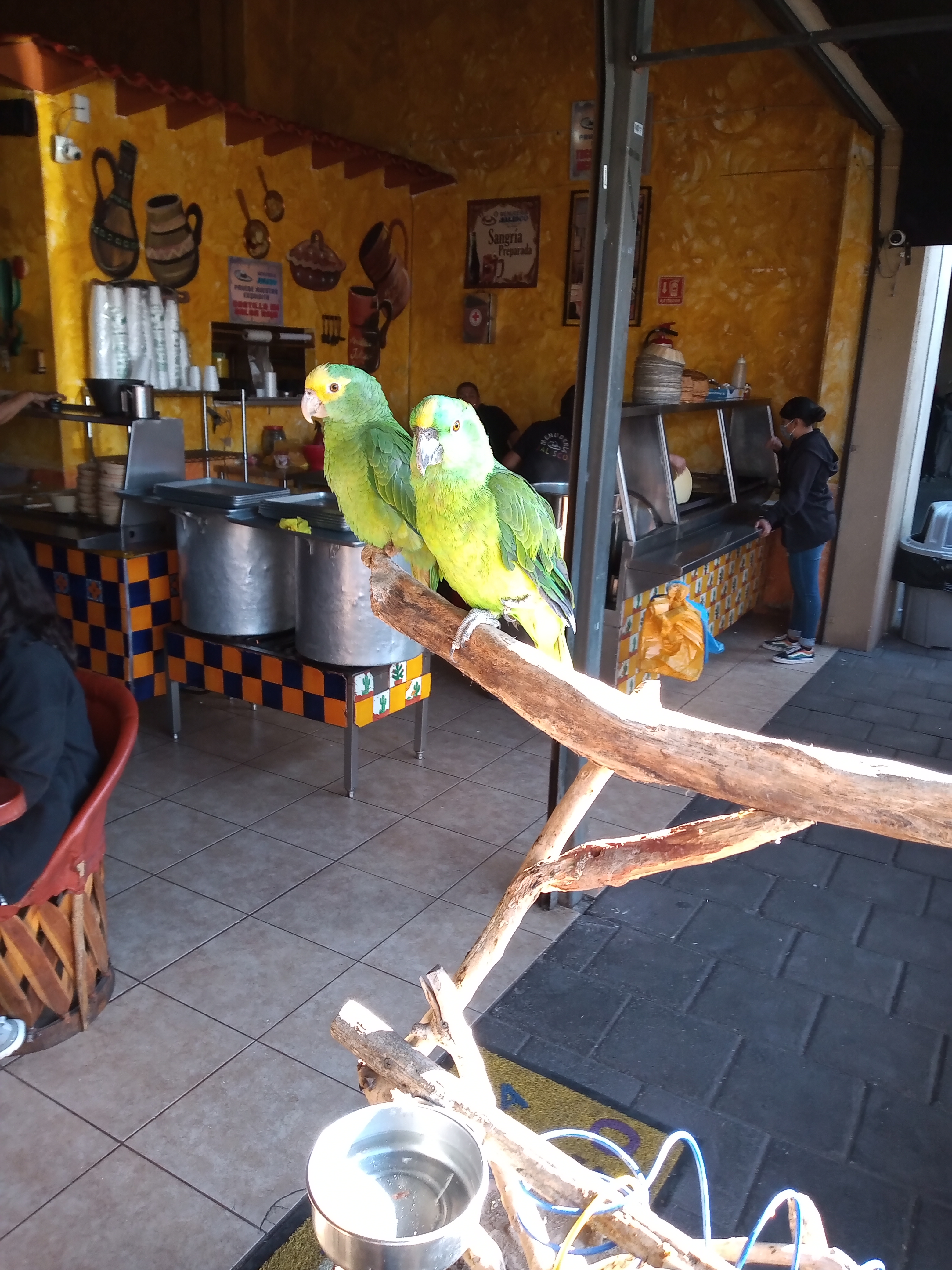 MENUDERIA JALISCO TALA image 10