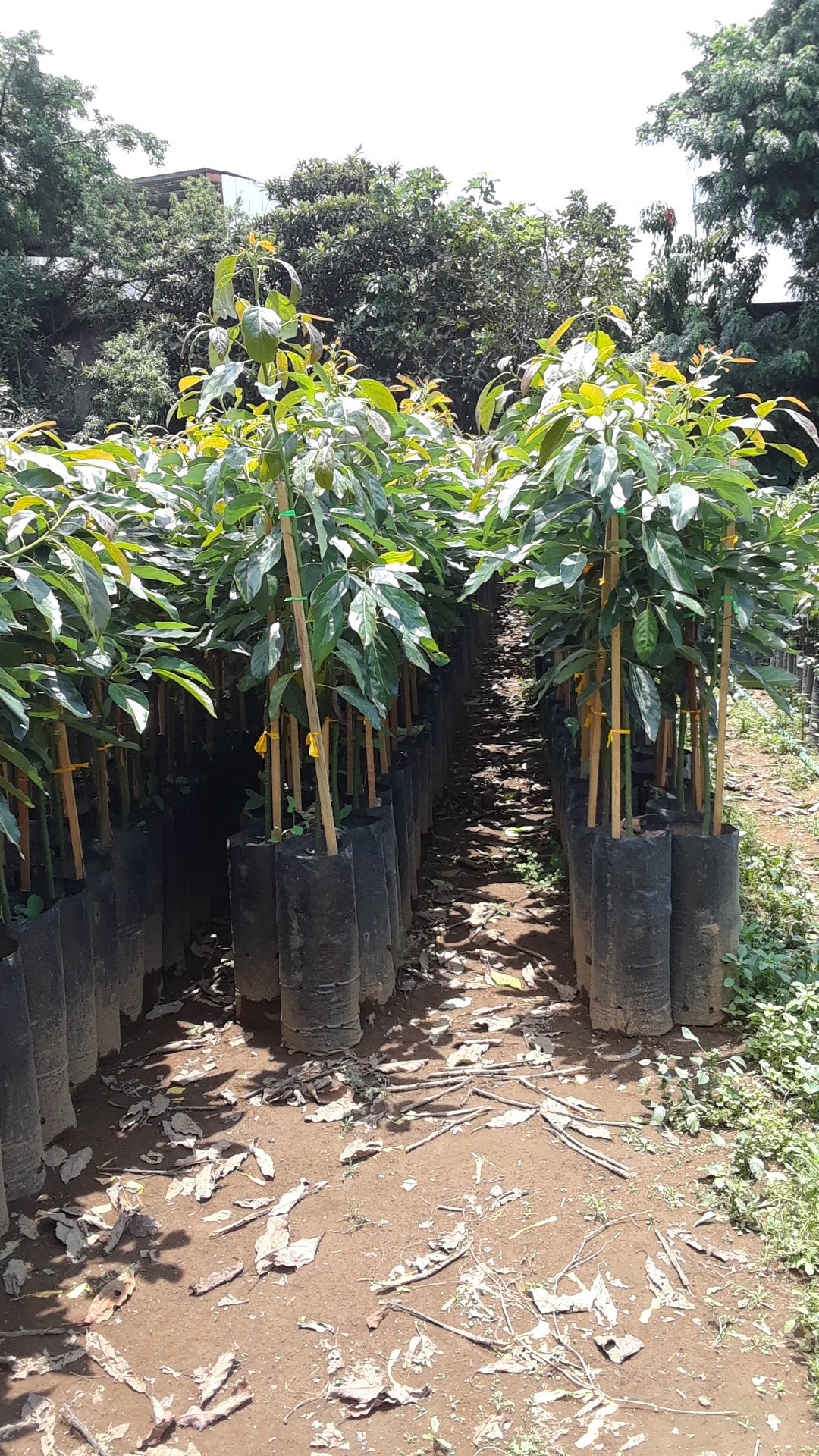 Las Delicias Del Pacifico image 6