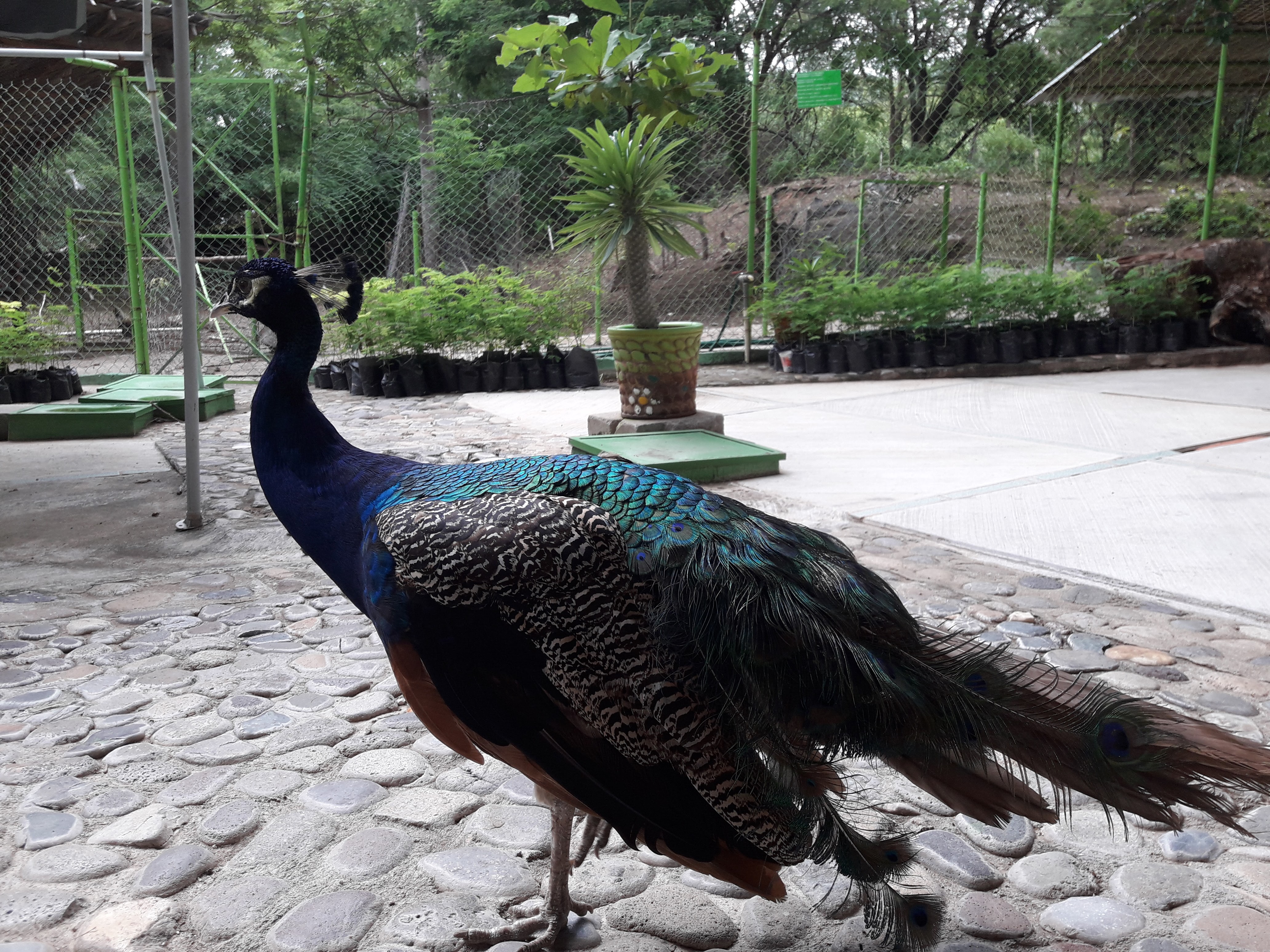 Paraje turístico el encanto de Los Guanacastles image 6