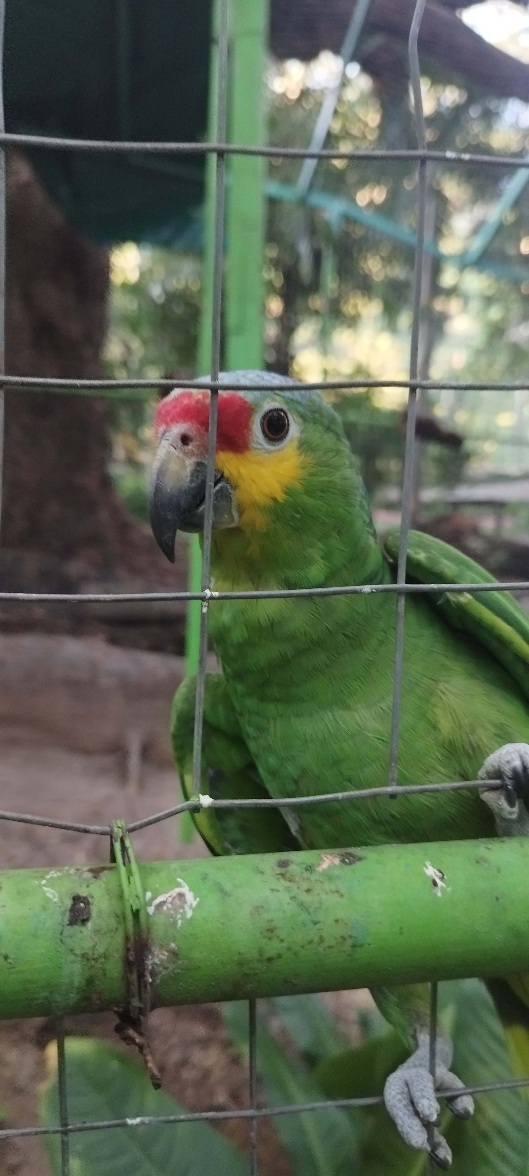 Paraje turístico el encanto de Los Guanacastles image 7