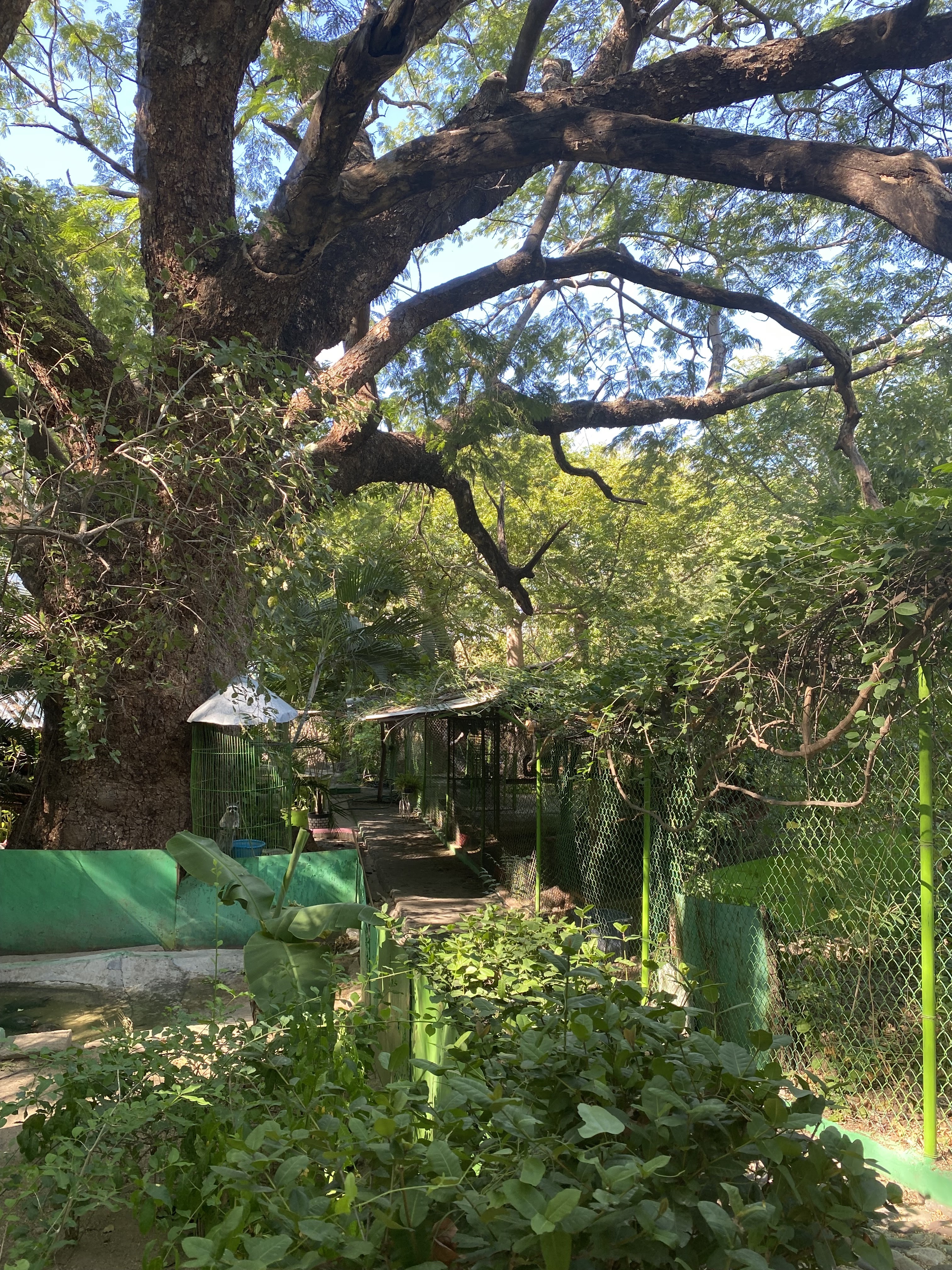 Parque Ecologico "El Encanto De Los Guanacastles" image 6