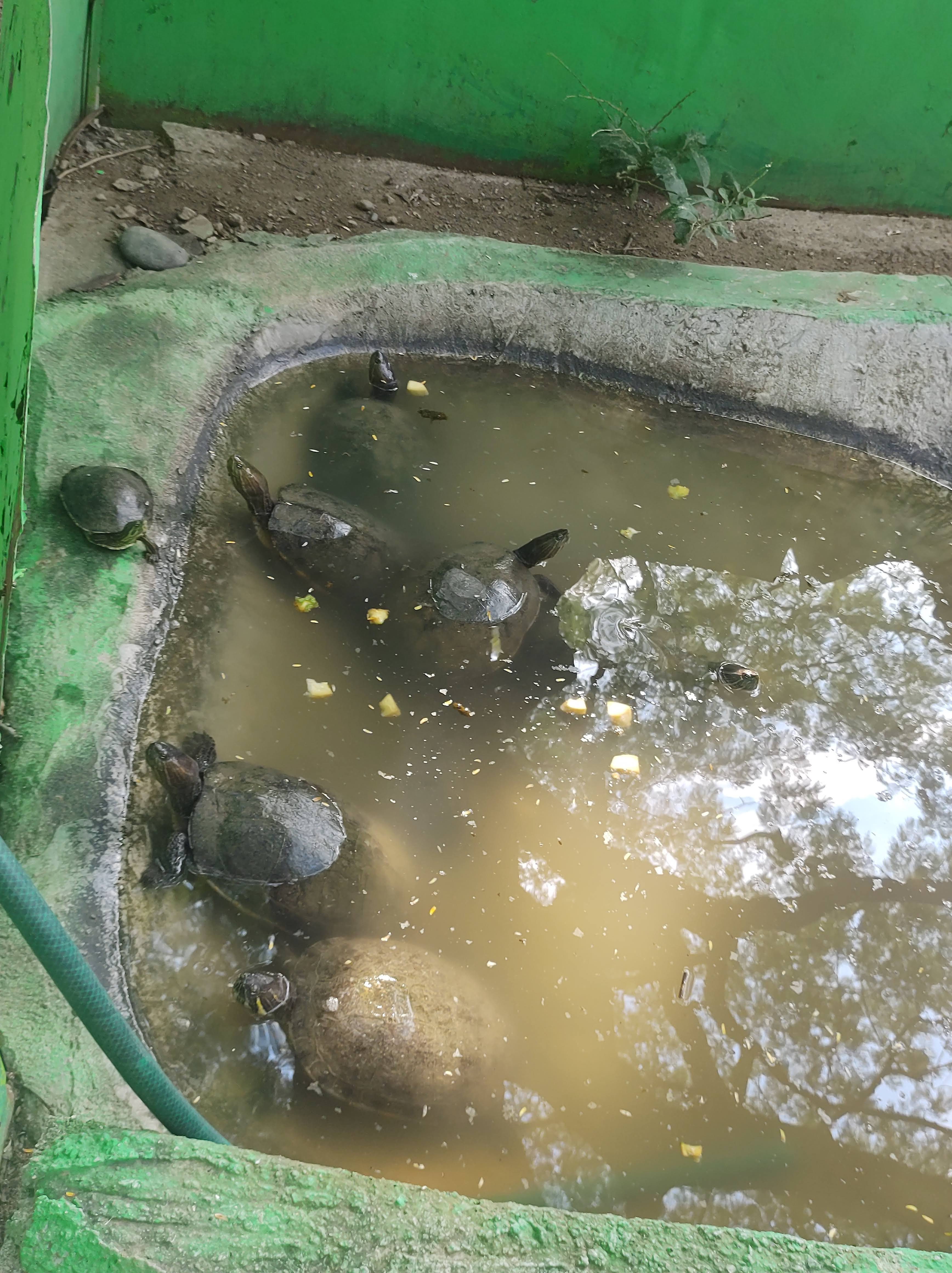 Parque Ecologico "El Encanto De Los Guanacastles" image 9