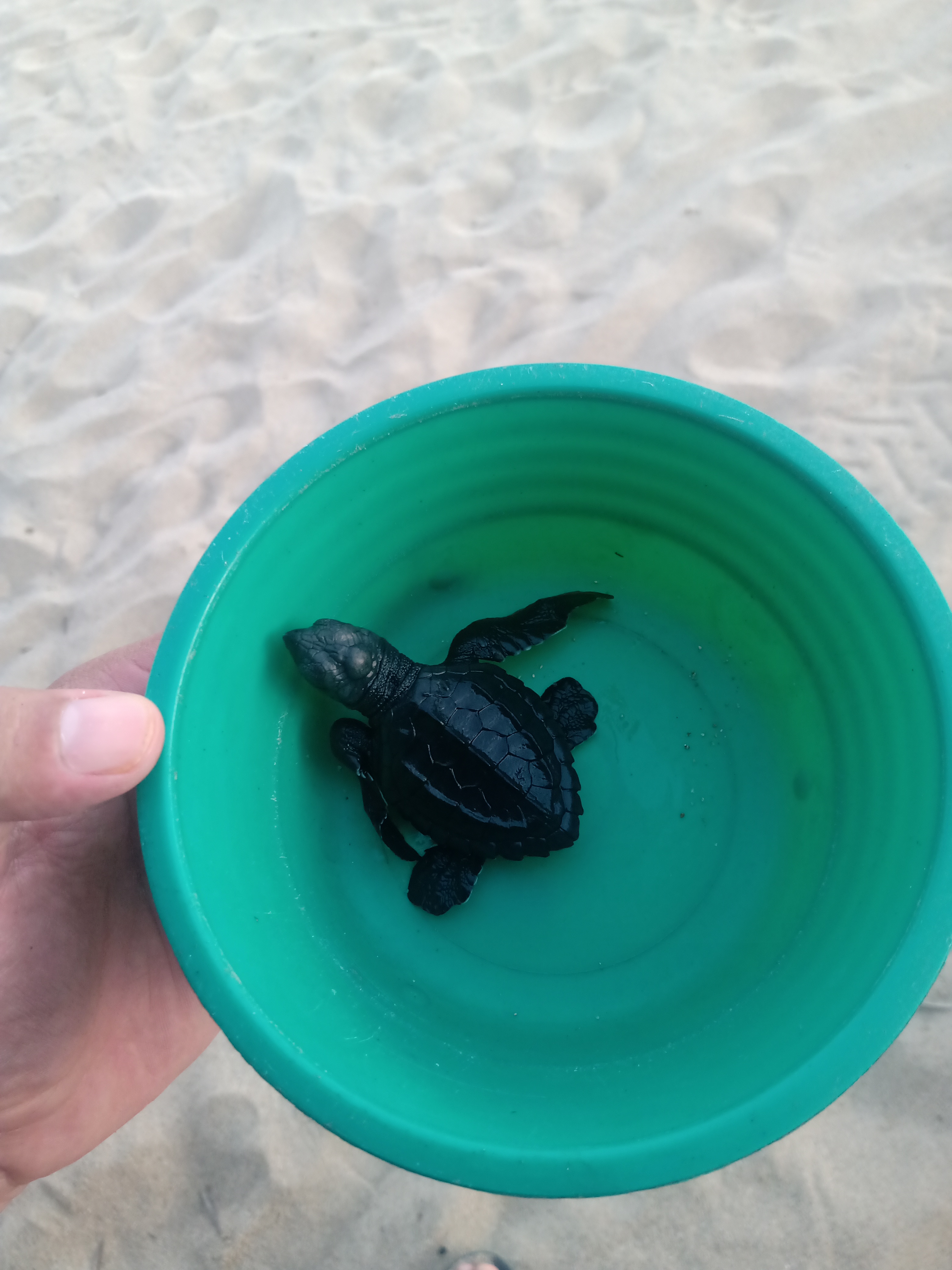 Restaurante 2 Vistas. TORTUGARIO image 5