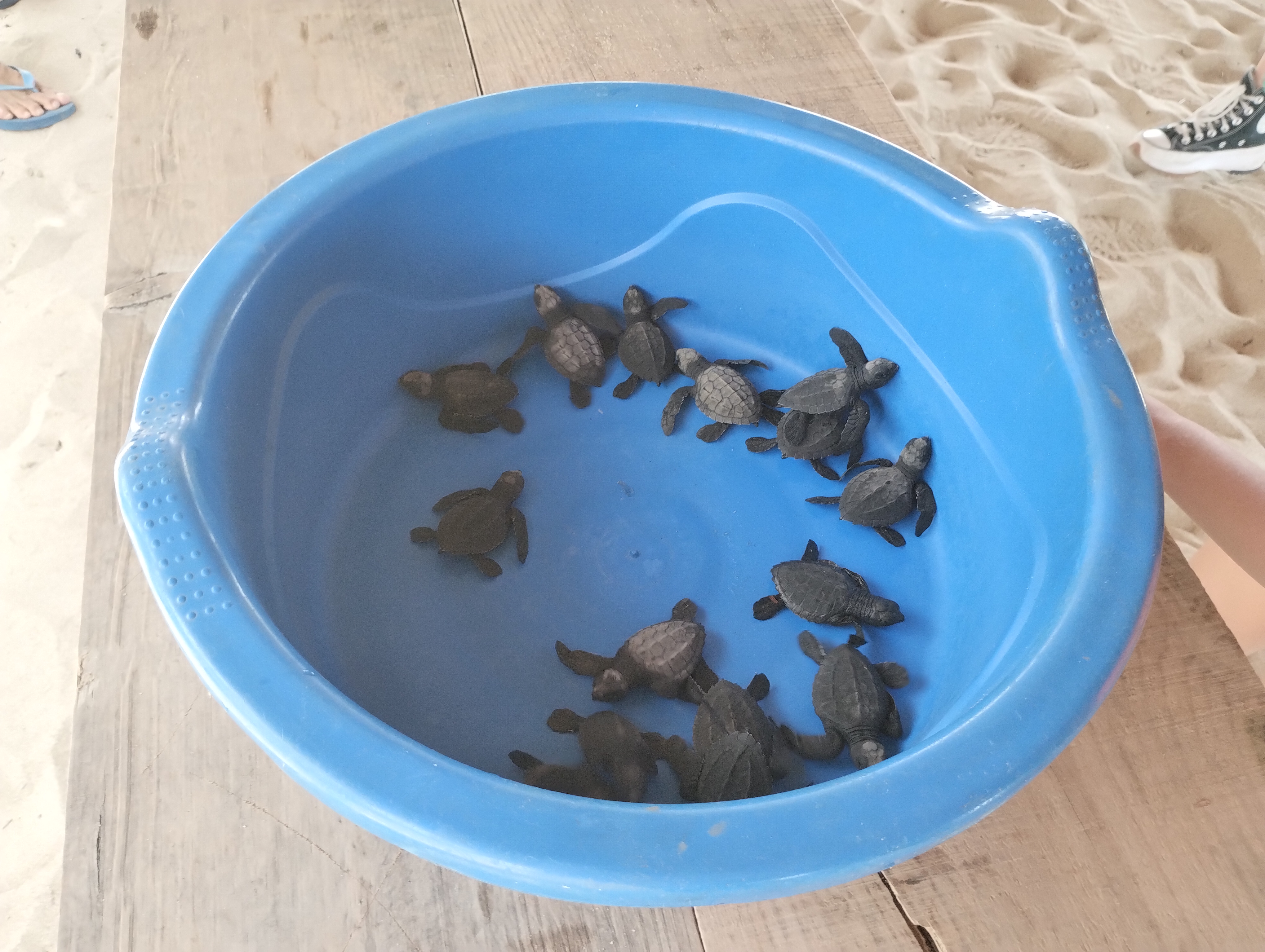 Restaurante 2 Vistas. TORTUGARIO image 6